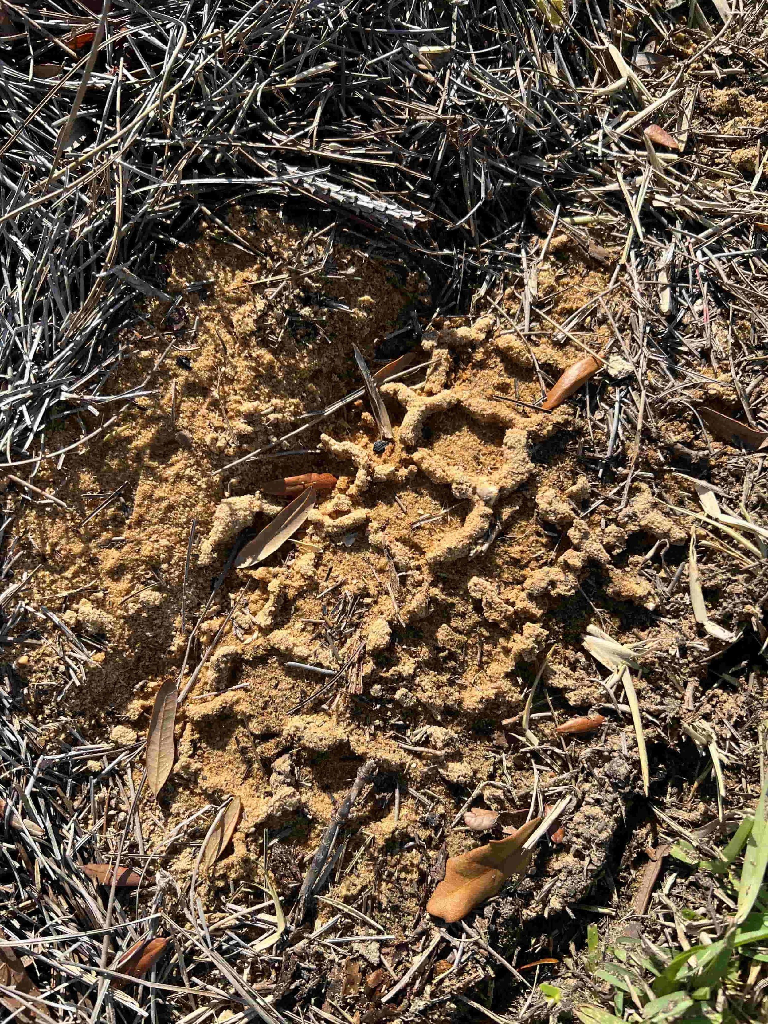 Photograph of tire tracks in the dirt showing pattern