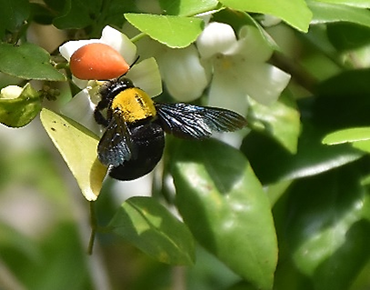 Carpenter bee feasting