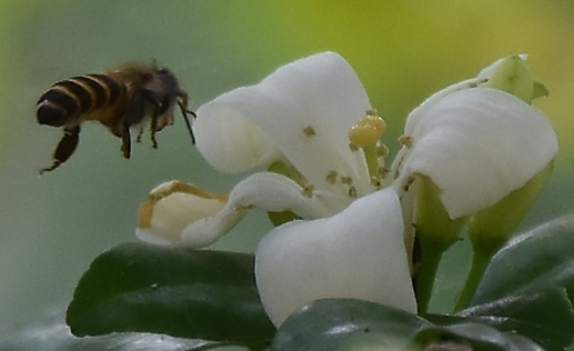 Honeybee feasting