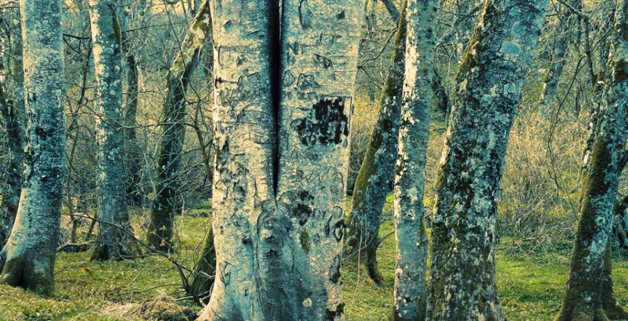 More Trees indeed, but where and how?