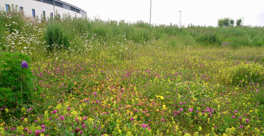 Outing: Wildflower Seed collection