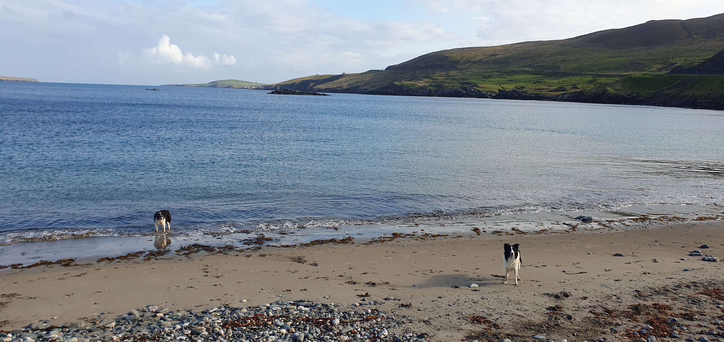 Dogs on the beach straight off the Shetland Boat.jpg