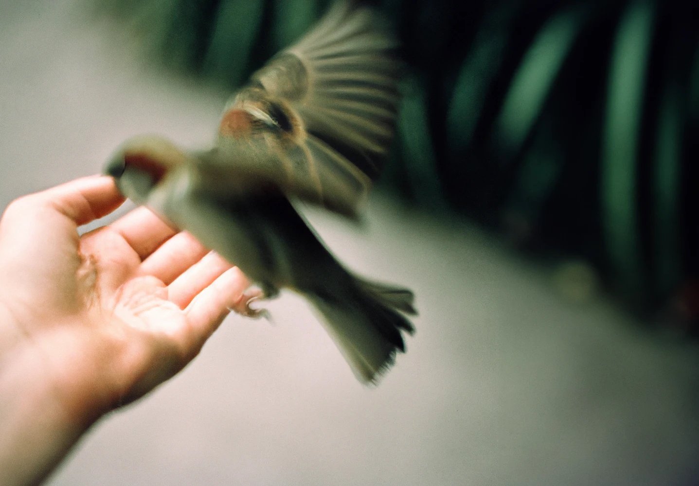 DALL%C2%B7E+2023-02-13+17.02.06+-+a+film+photograph+of+a+hand+with+a+sparrow+just+flying+away%2C+its+wings+slightly+blurred.+.jpg