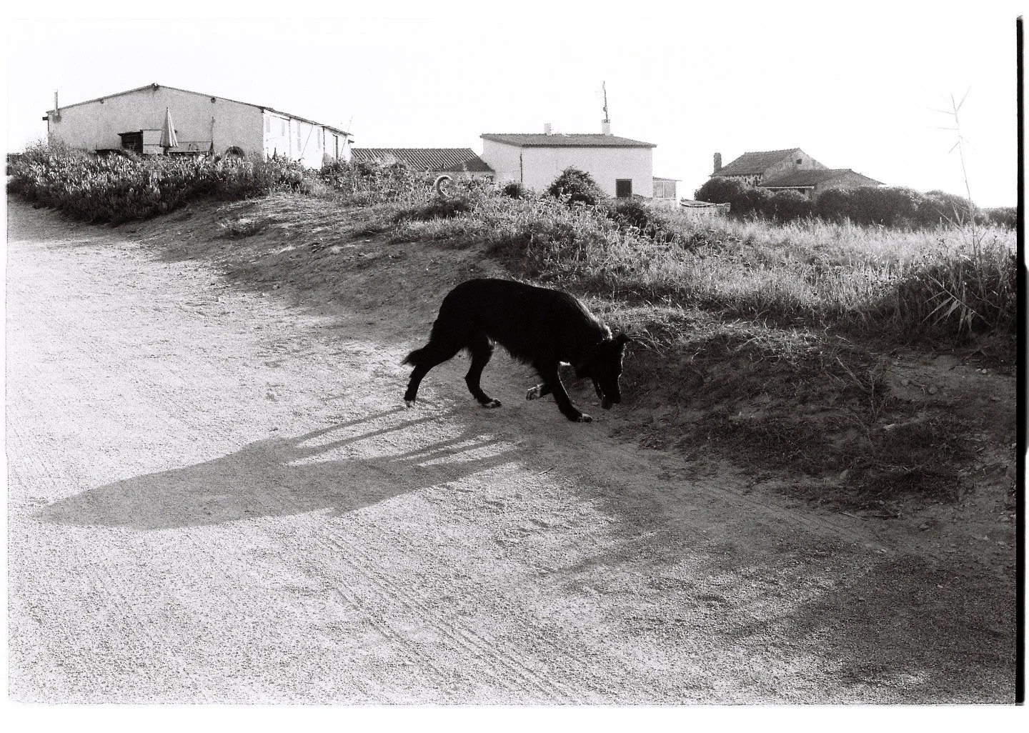 sly guardian on a roadtrip through Alentejo with @livapple