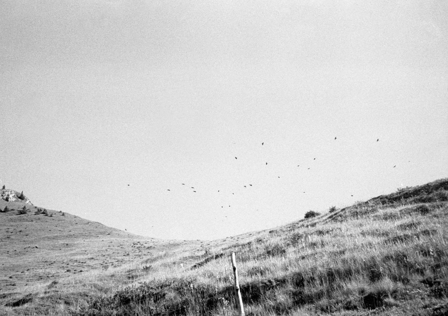 🐦&zwj;⬛
image from the series &bdquo;One for sorrow, two for joy&ldquo;
a work in progress about magpies, an obsession with silver things and why we decide to keep believing in things we know no longer to be true.