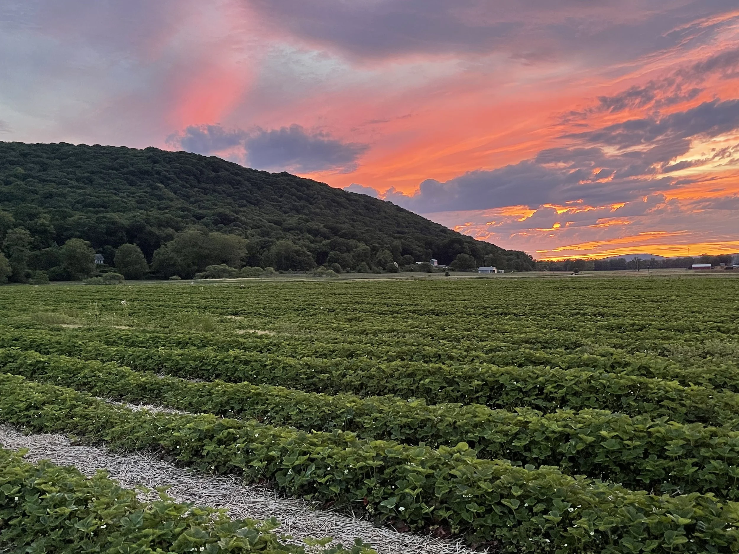 A beautiful sunset over the strawberry patch.  