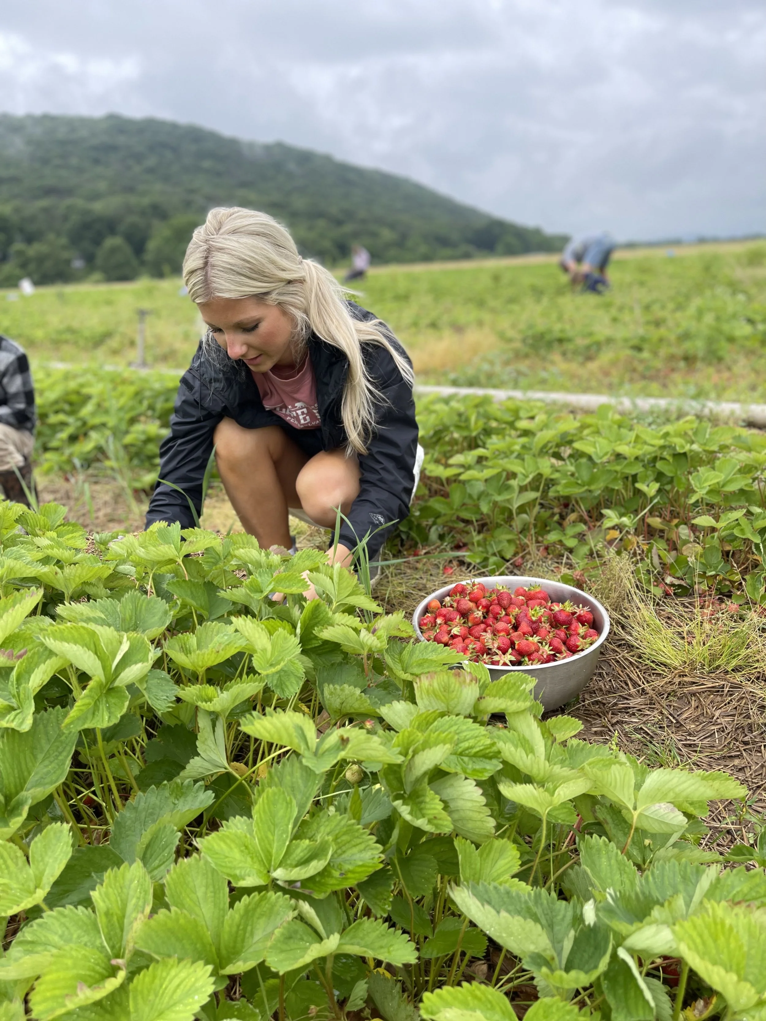 The perfect way to find the best strawberries is looking under the leaves.  Great job!