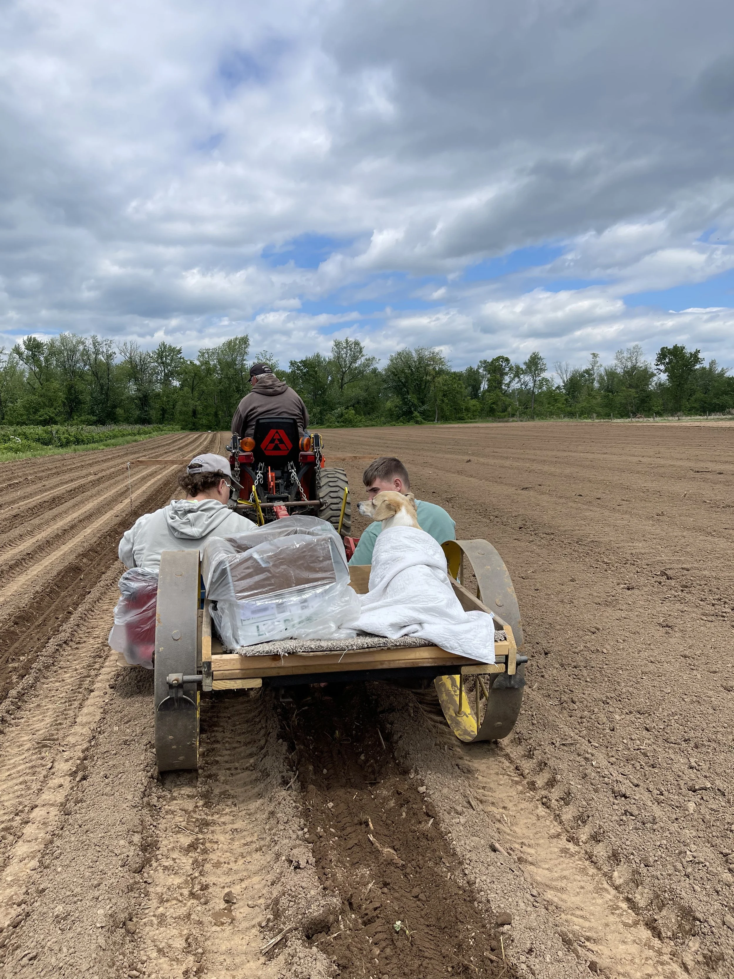 Mason and Mitch transplanting strawberries with Marty the dog.