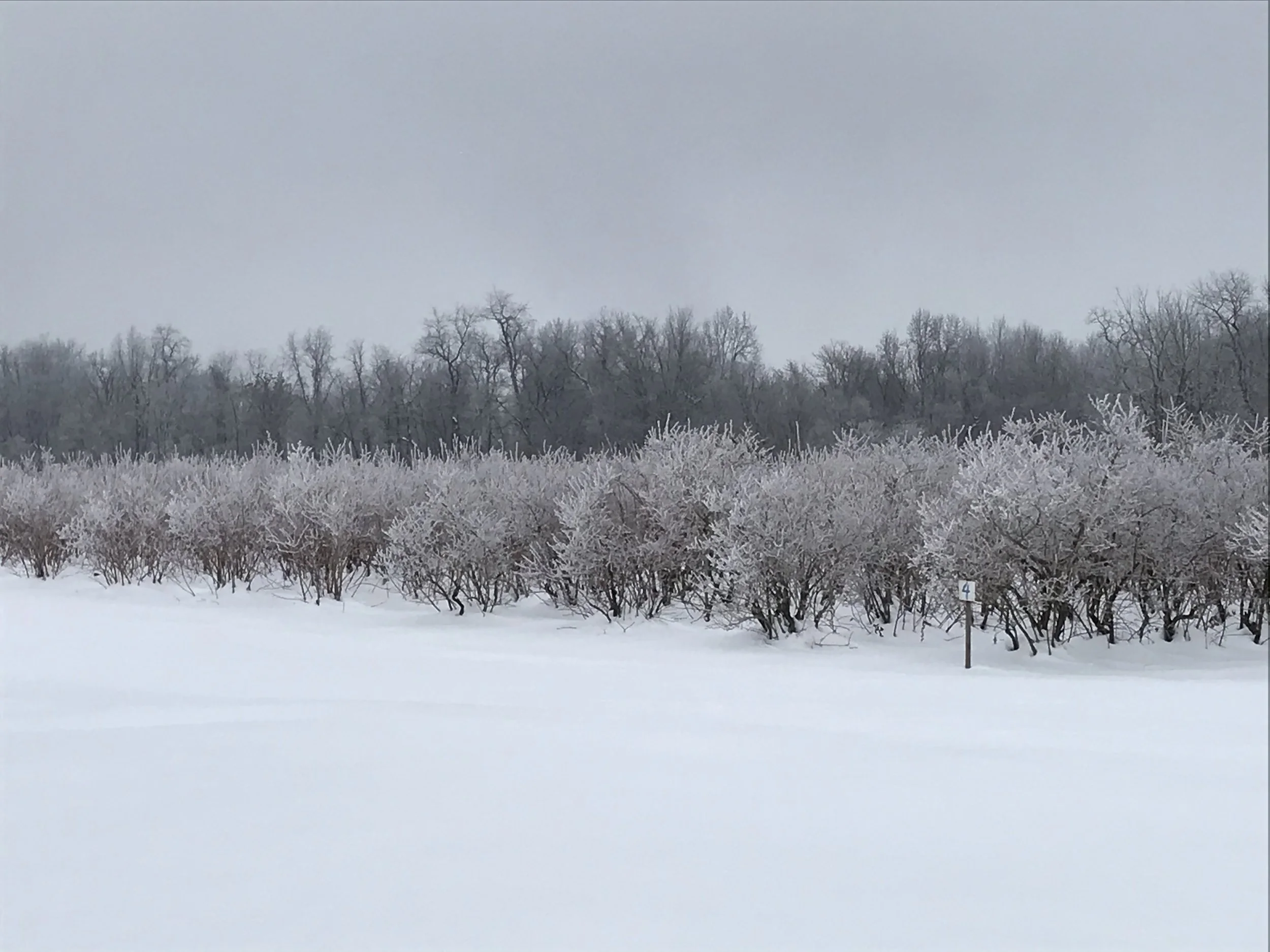 Our family tends to 7 acres of blueberry fields at here the farm.  This is a photo during the winter months that captures the beauty even when the plants are not in lush and green.