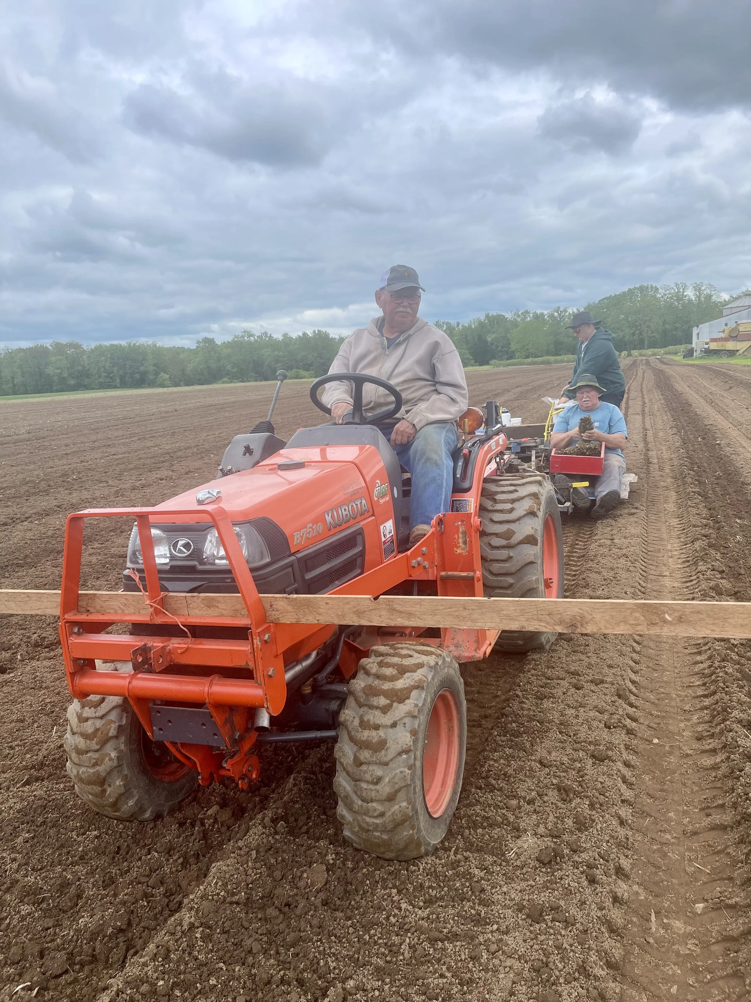 Ralph, Carl, and Mason transplanting strawberries
