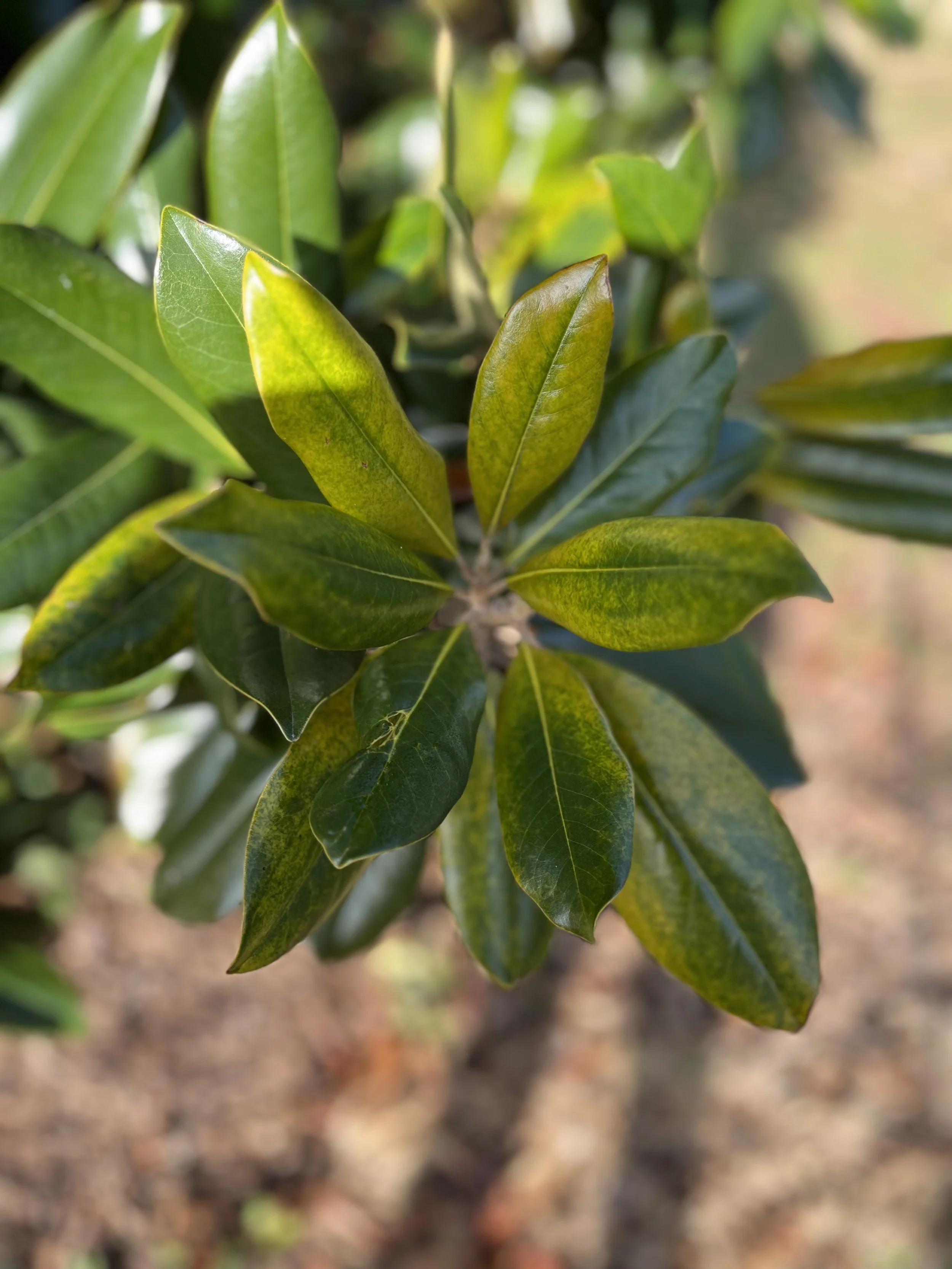 leaves.jpg