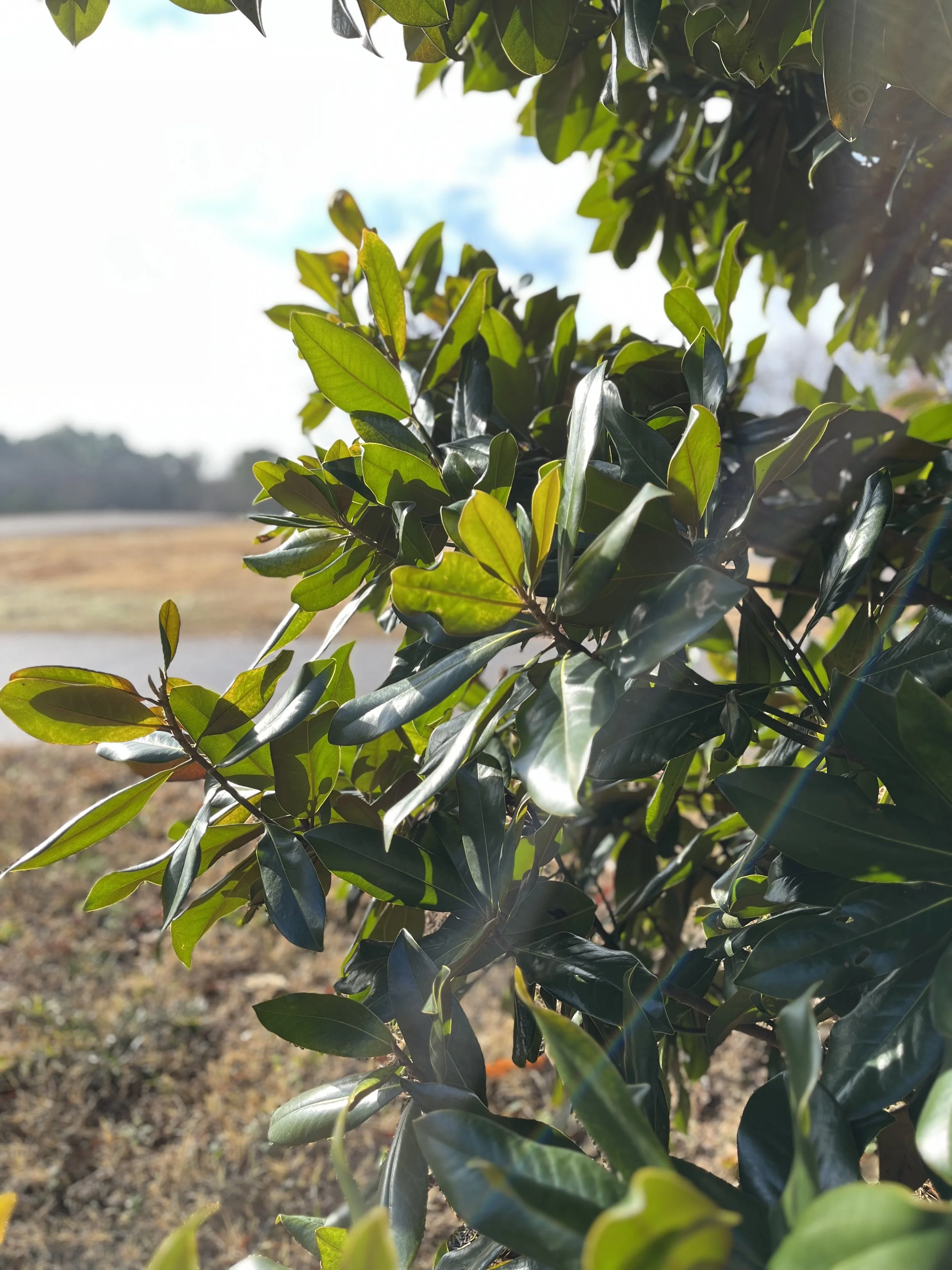 leaves with sun.jpg