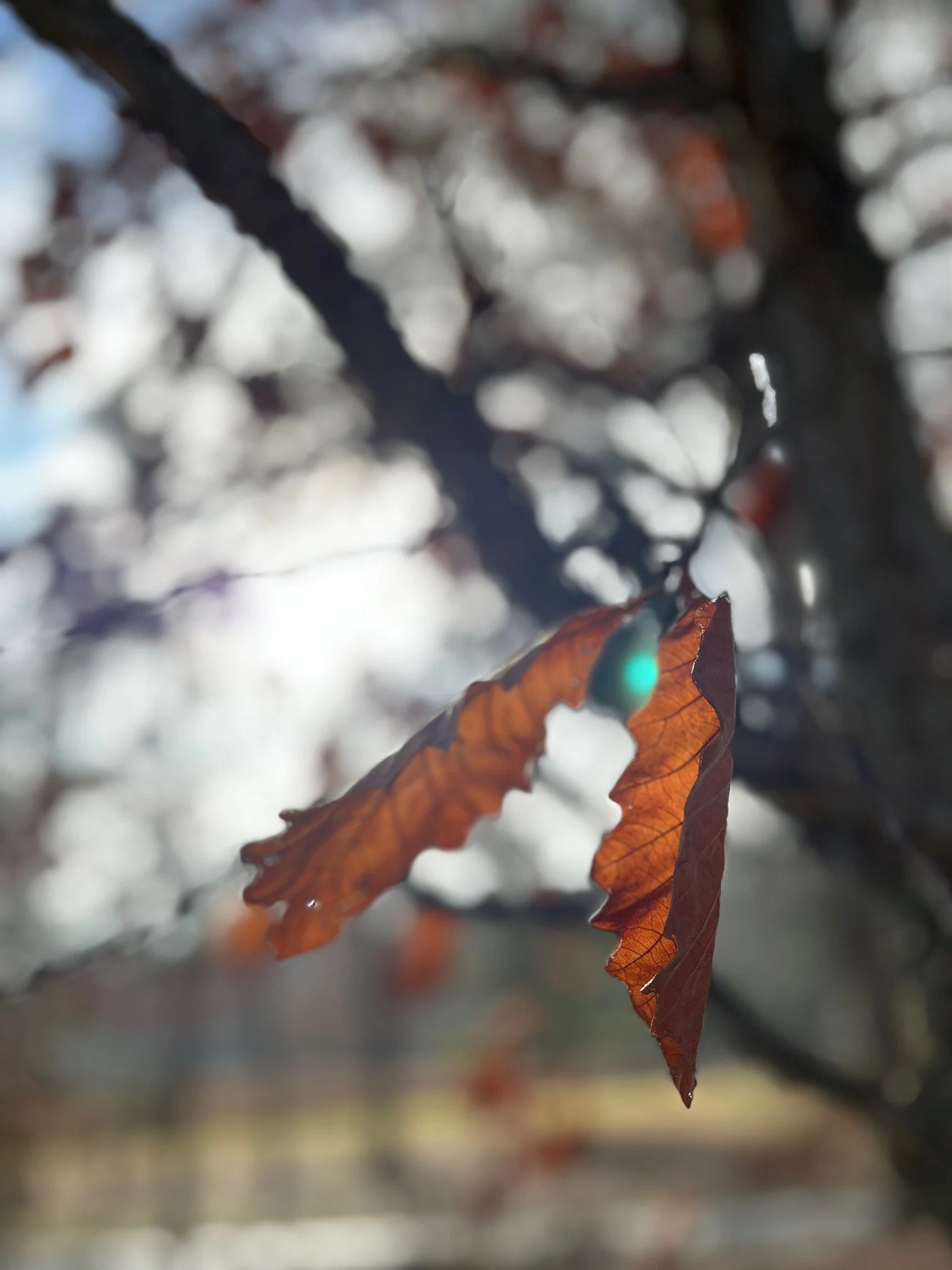 red leaves.jpg