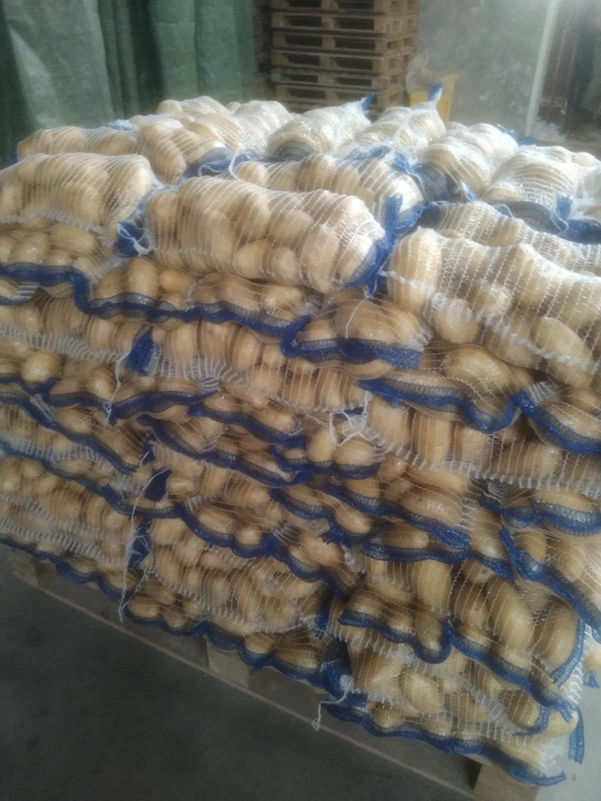 Musica Packed 1.jpeg