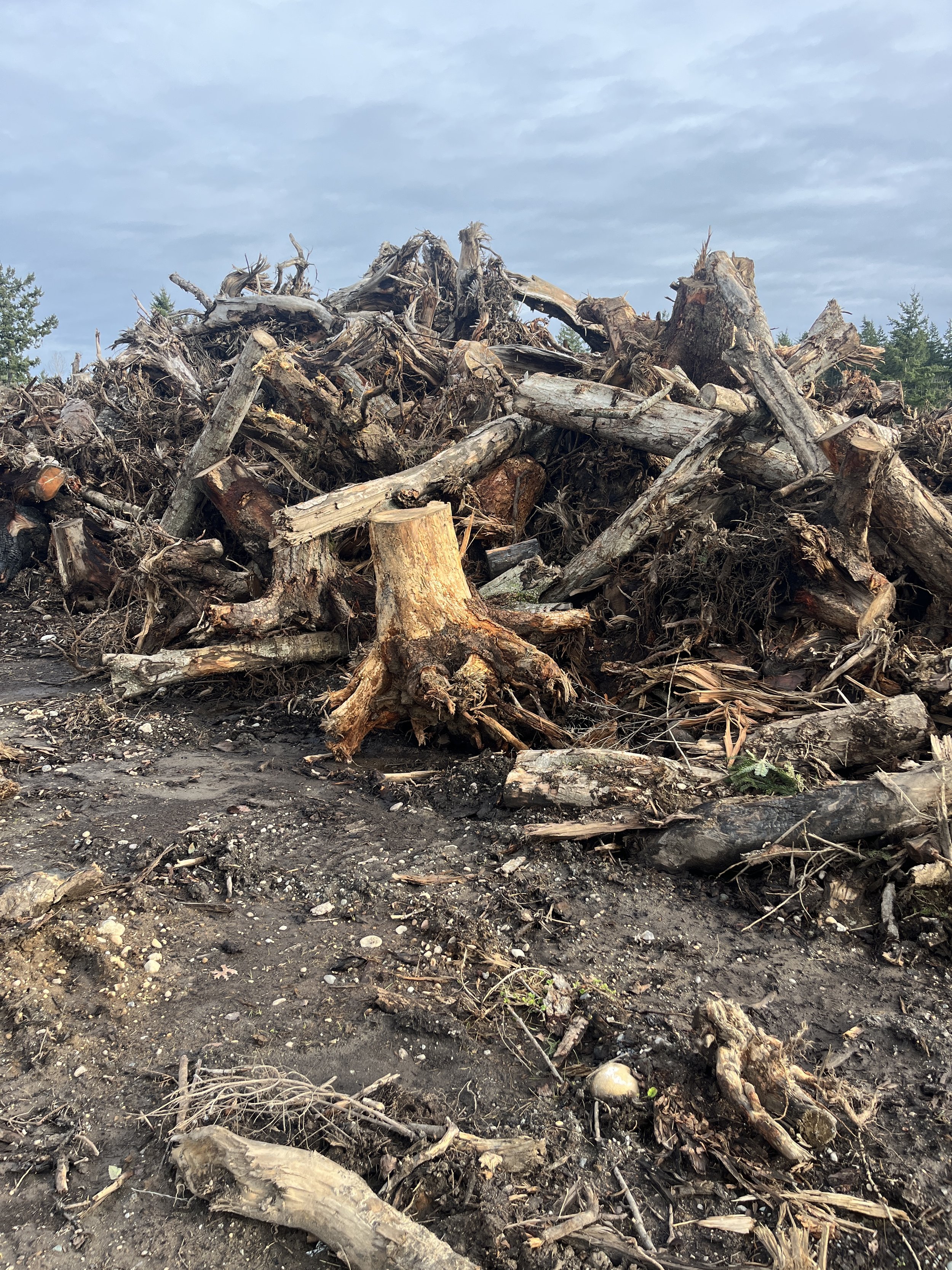 Brush and Stump - Dump