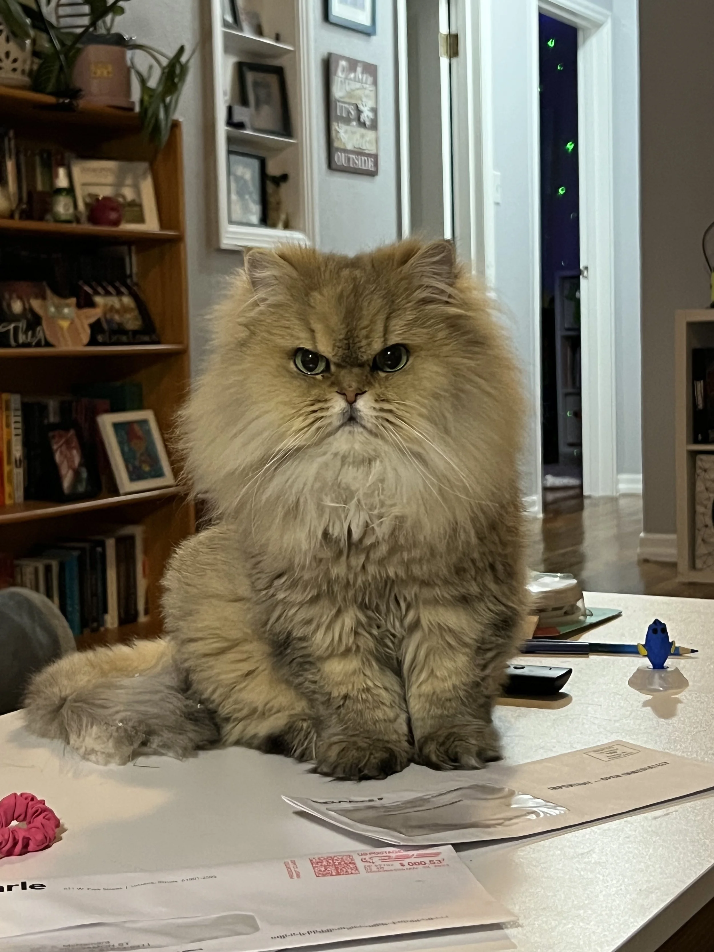 Reference photo tan cat
