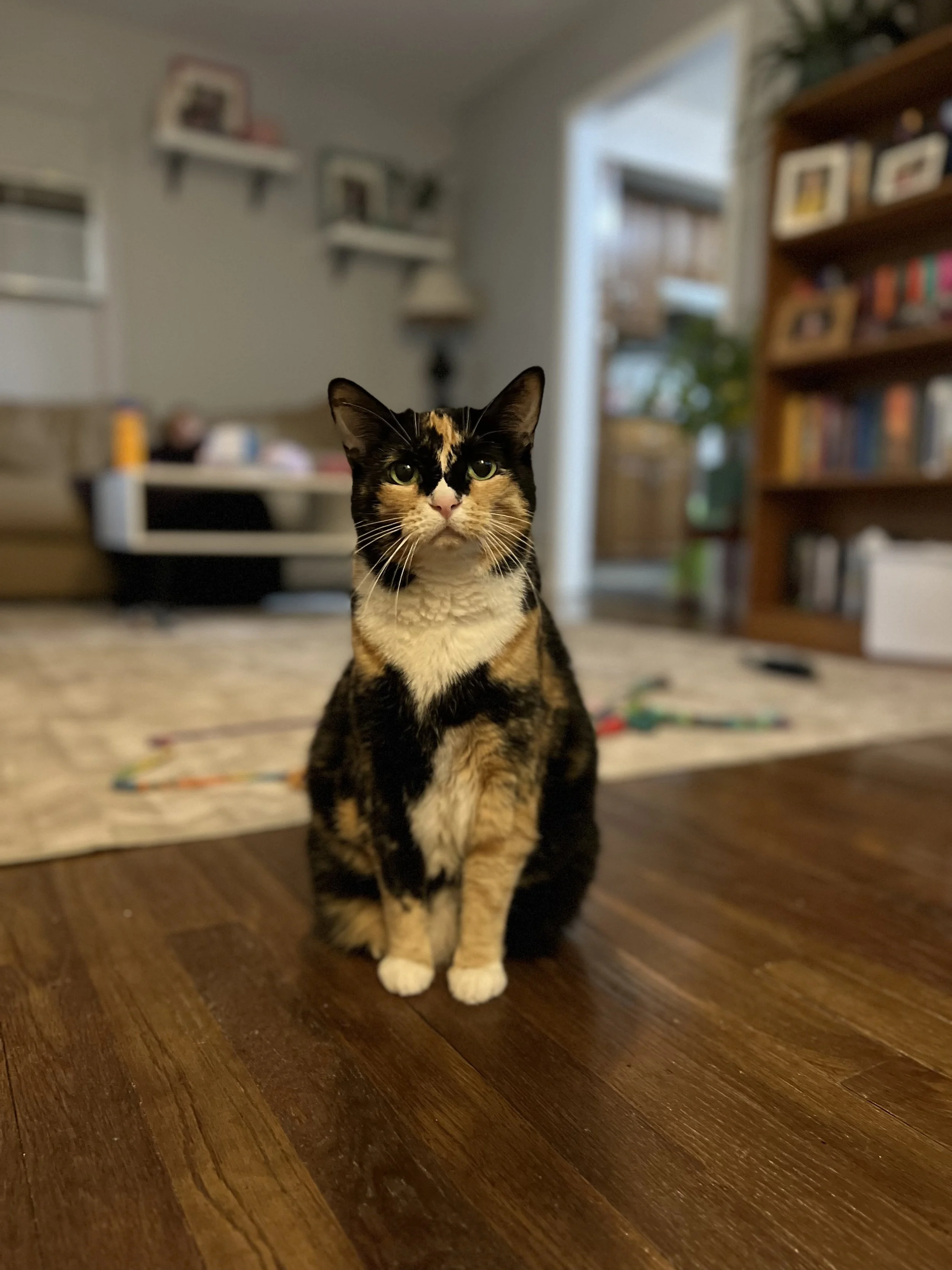 Reference photo calico cat 
