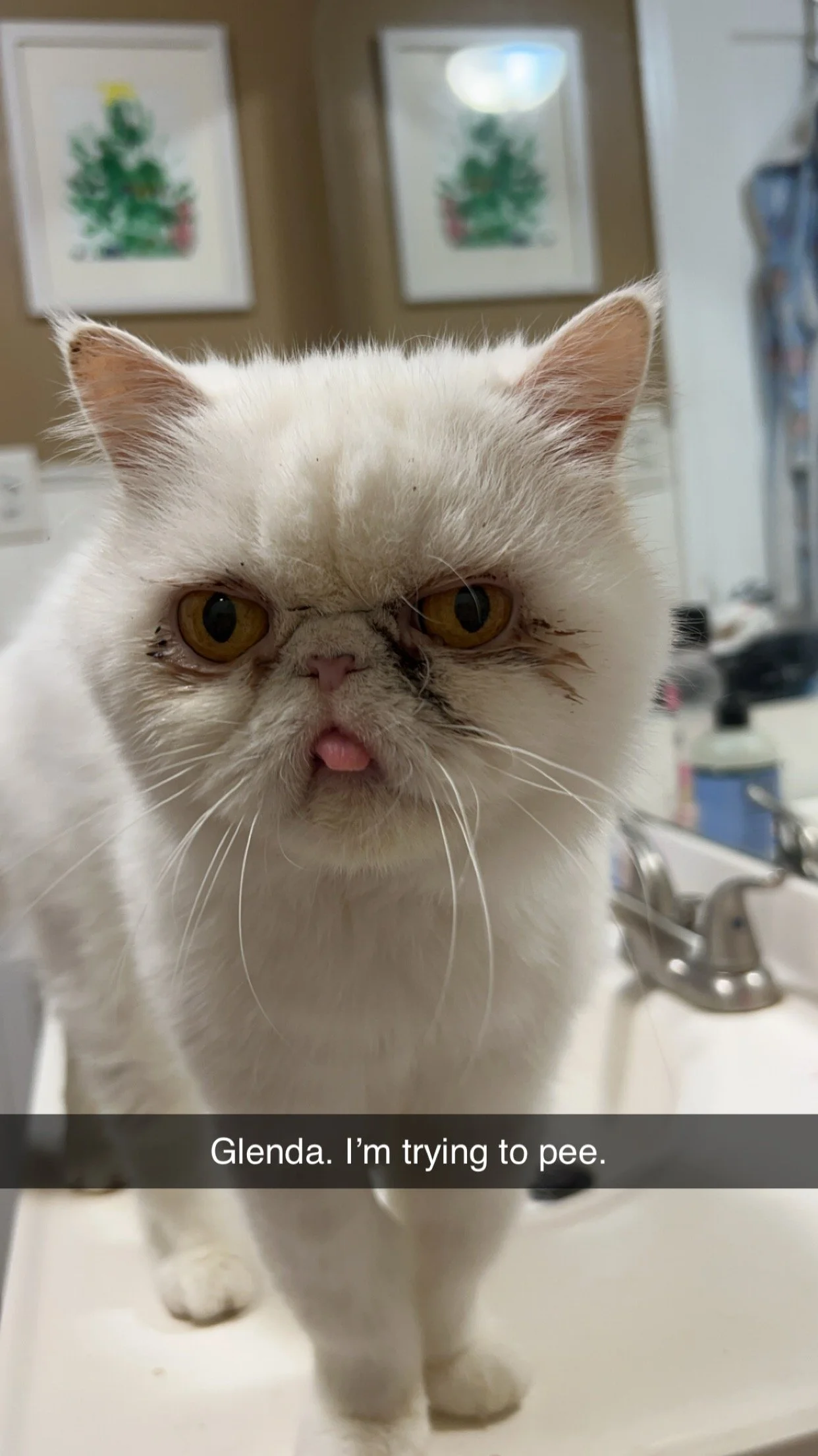 reference photo of white cat
