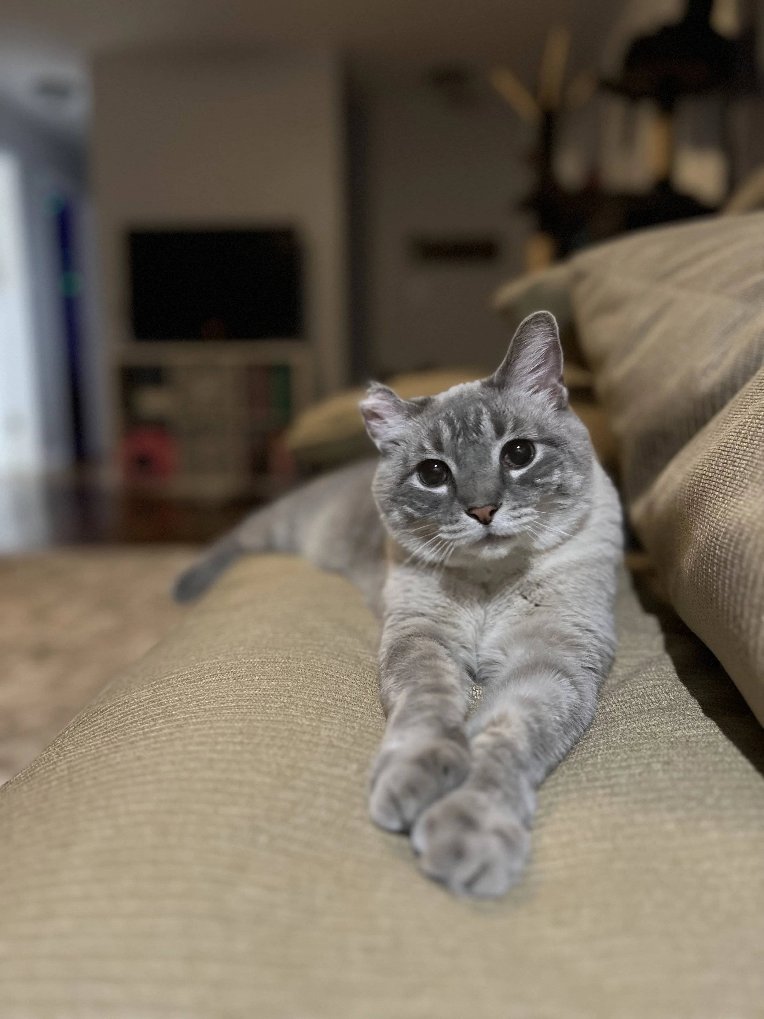 Reference photo grey cat