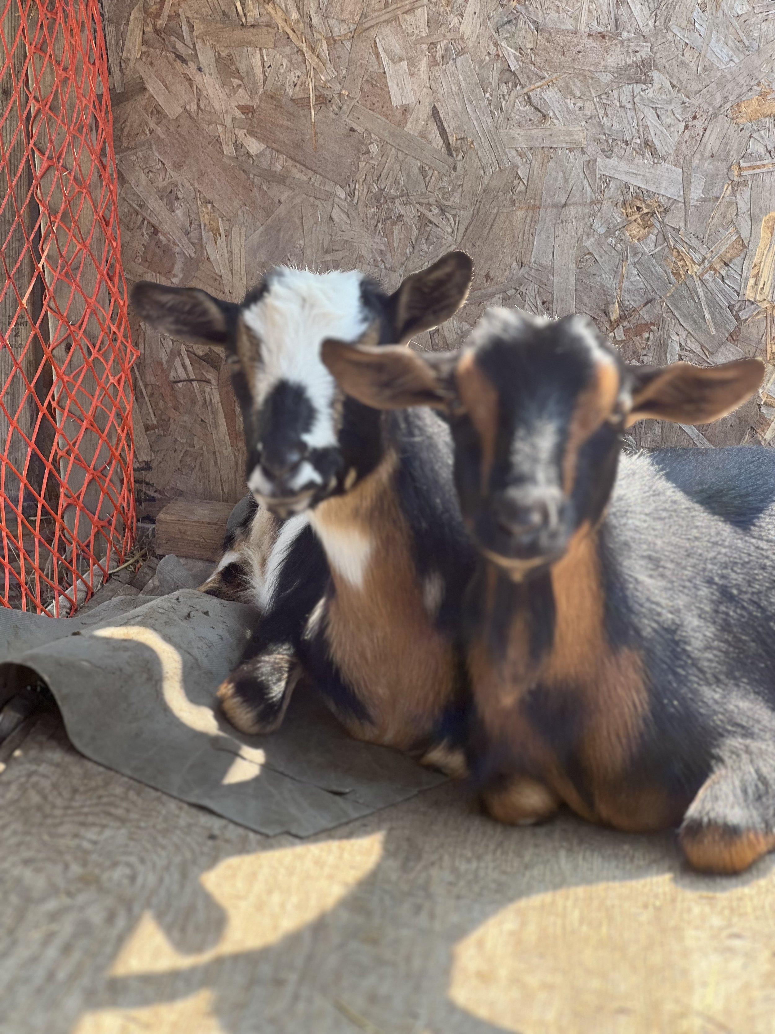 Jezabel et Dayana