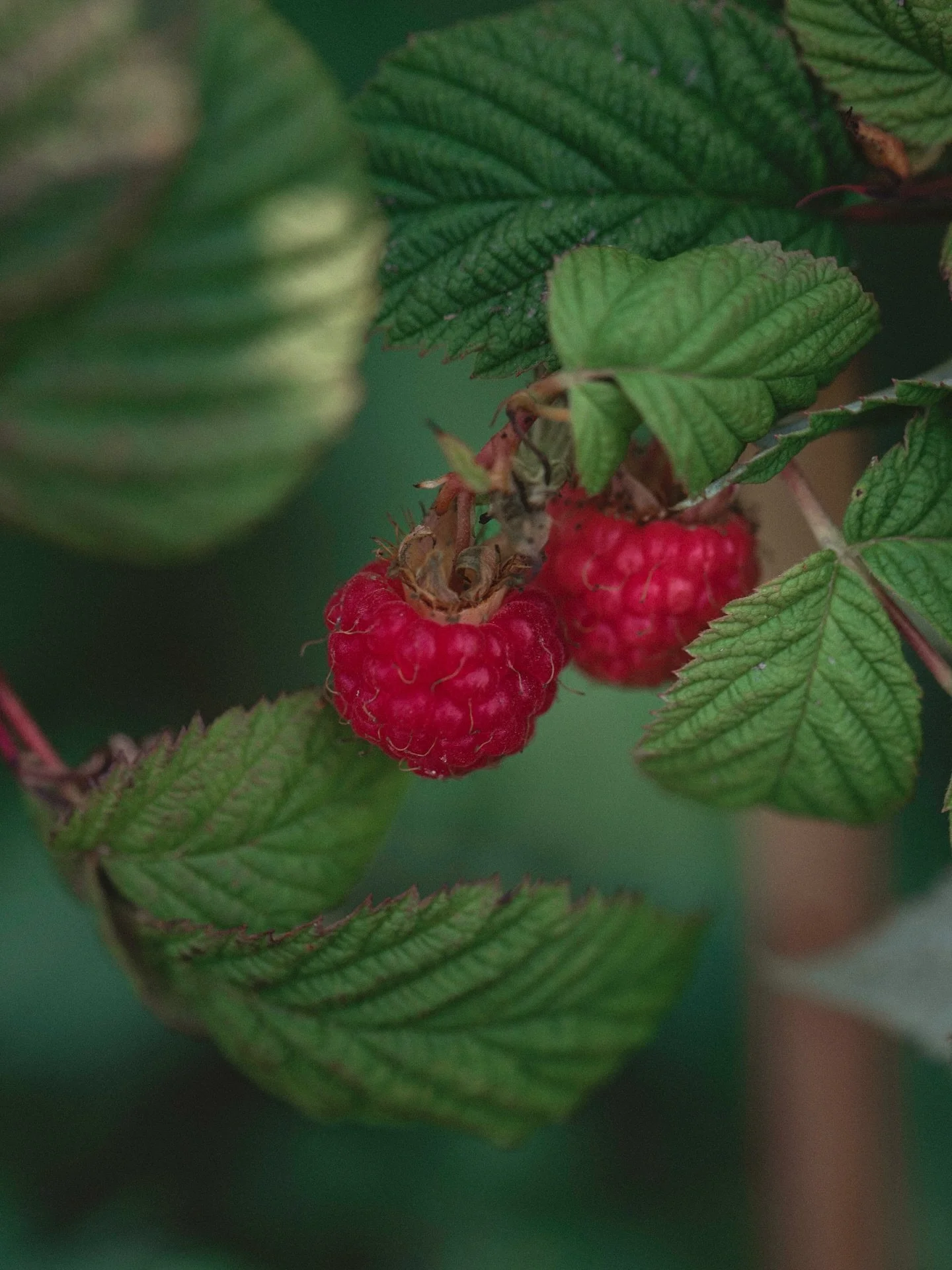 This is my favourite month of the year to photograph. 
Those saturated, untamed greens of June and July have softened, and the light has turned so dreamy and gentle. Life feels so much gentler, kinder, fuller. 

I love to take my camera and go off on