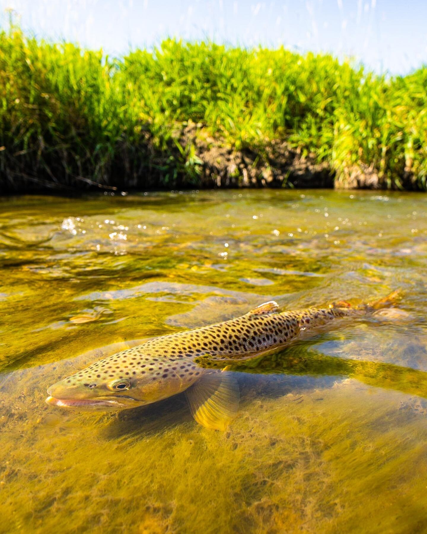 spotted brown fish &amp; some salad