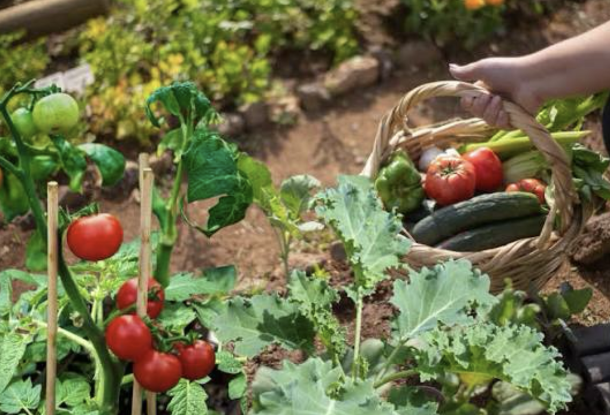 Gardening Simplified