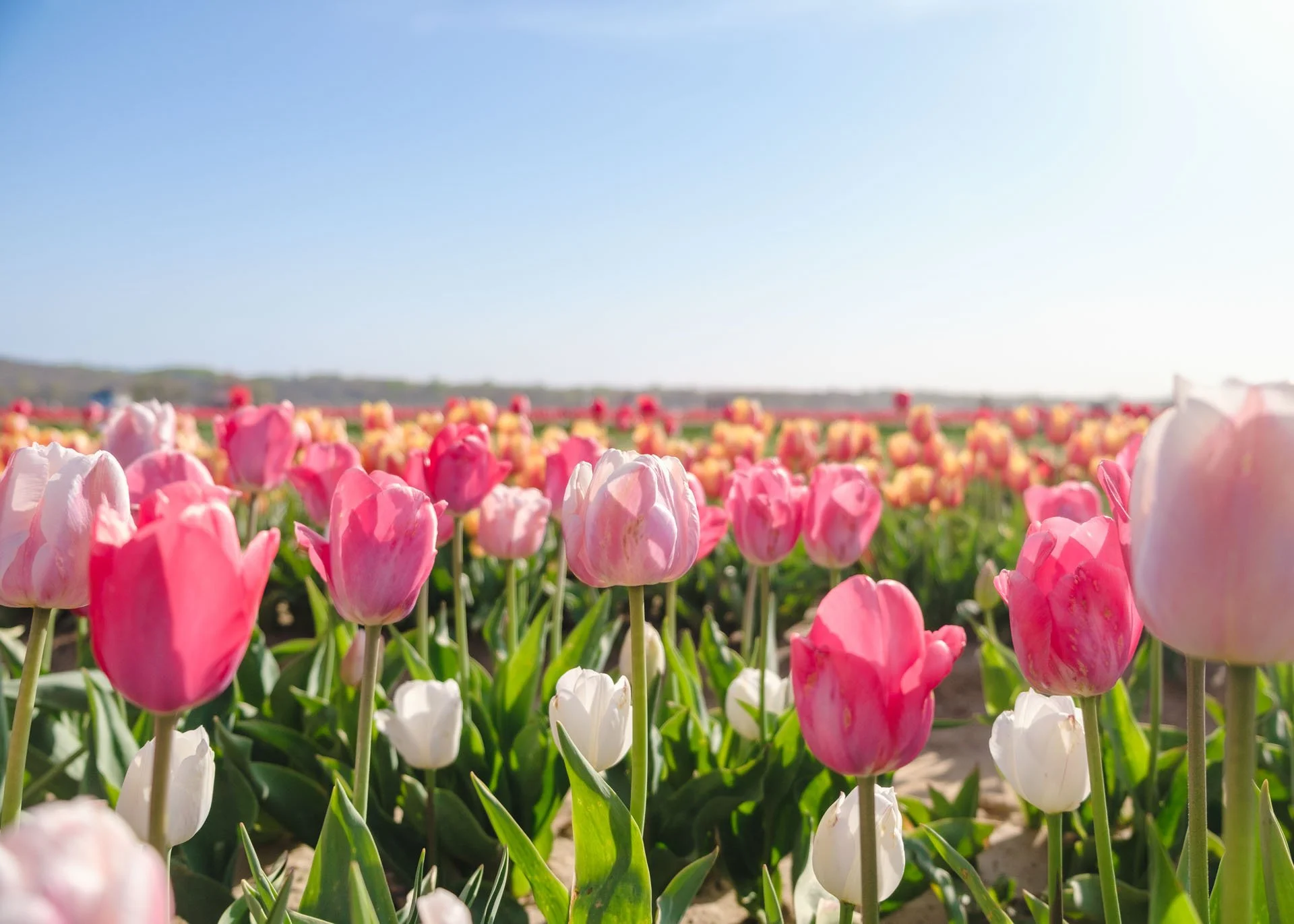 Holland Ridge Farms - 048.jpg