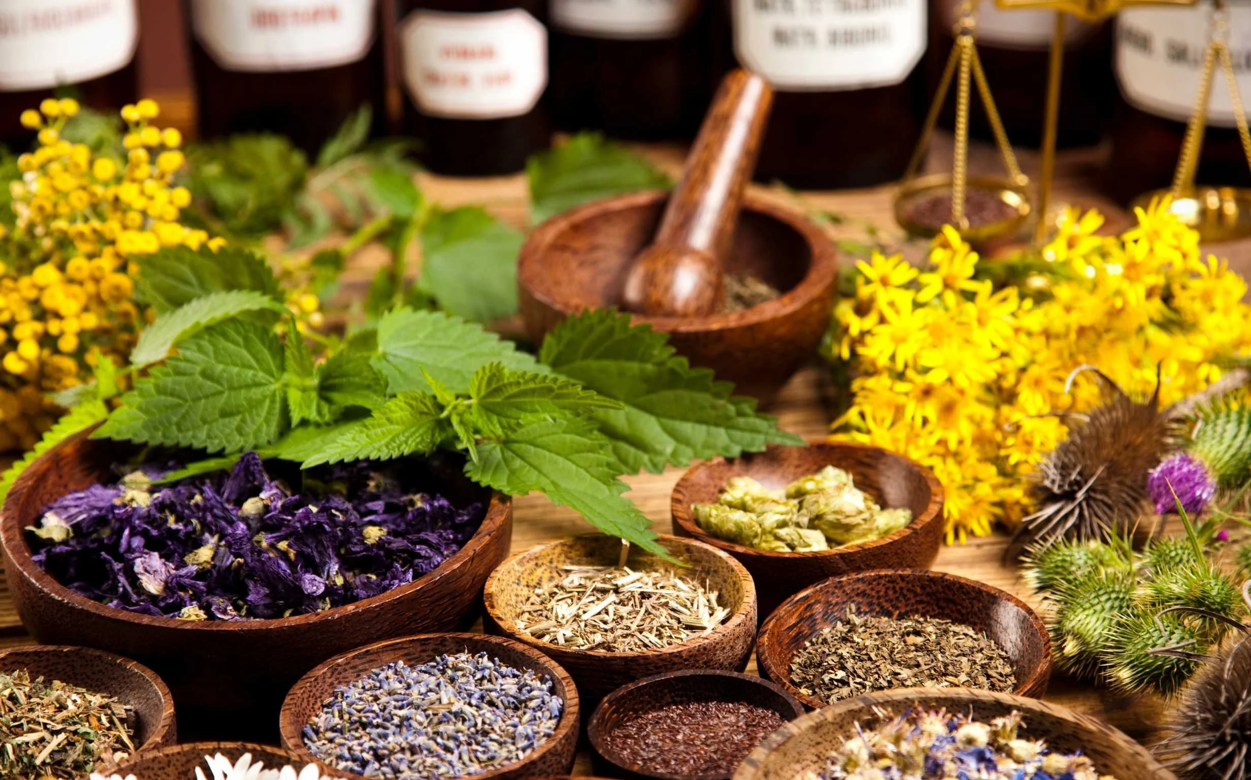 Herbal medicine ingredients used to support digestion and immune health