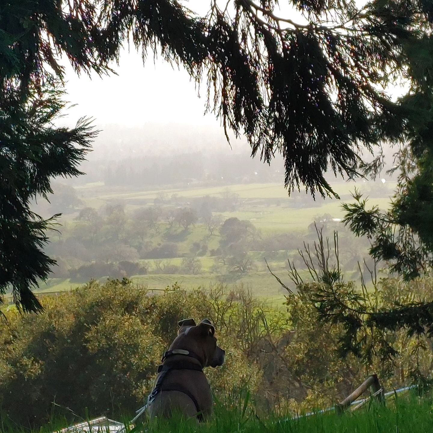 Looking out over Sonoma Mountain, wondering if there's a sweet new home for us out there 🧡🤞🕊️