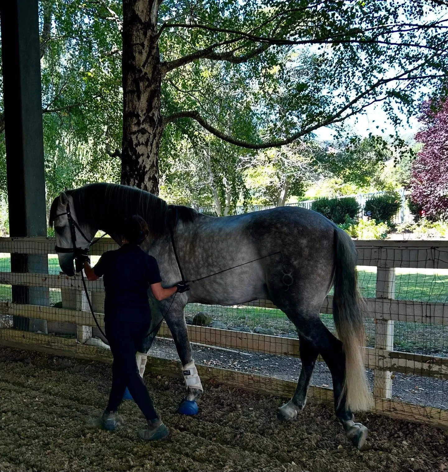 Andrea &amp; Phoenix learning the shoulder-in in hand. Such an underutilized skill these days, and super fun when I have a student who is interested!