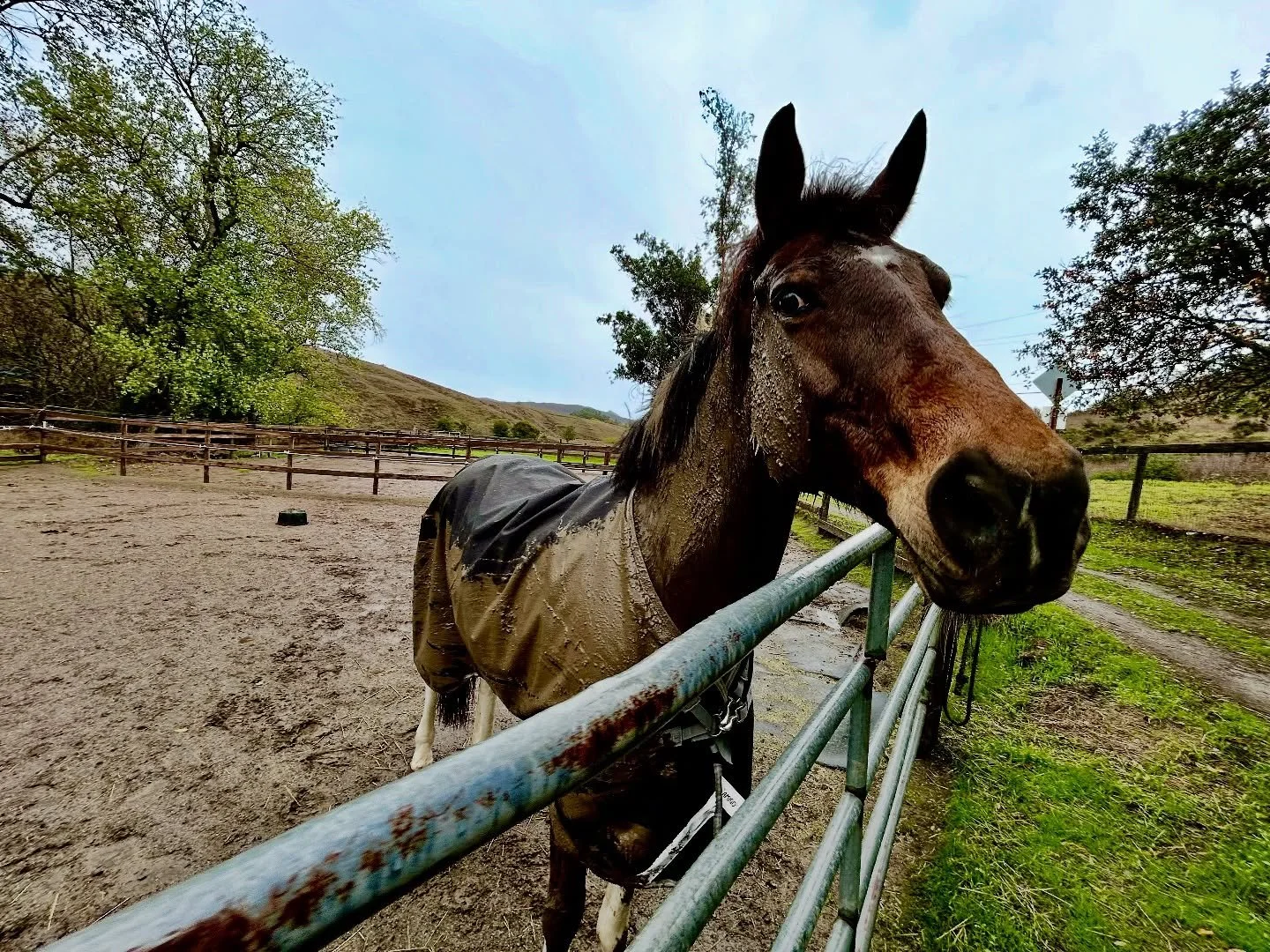 From clean to muddy pony in under 60 seconds