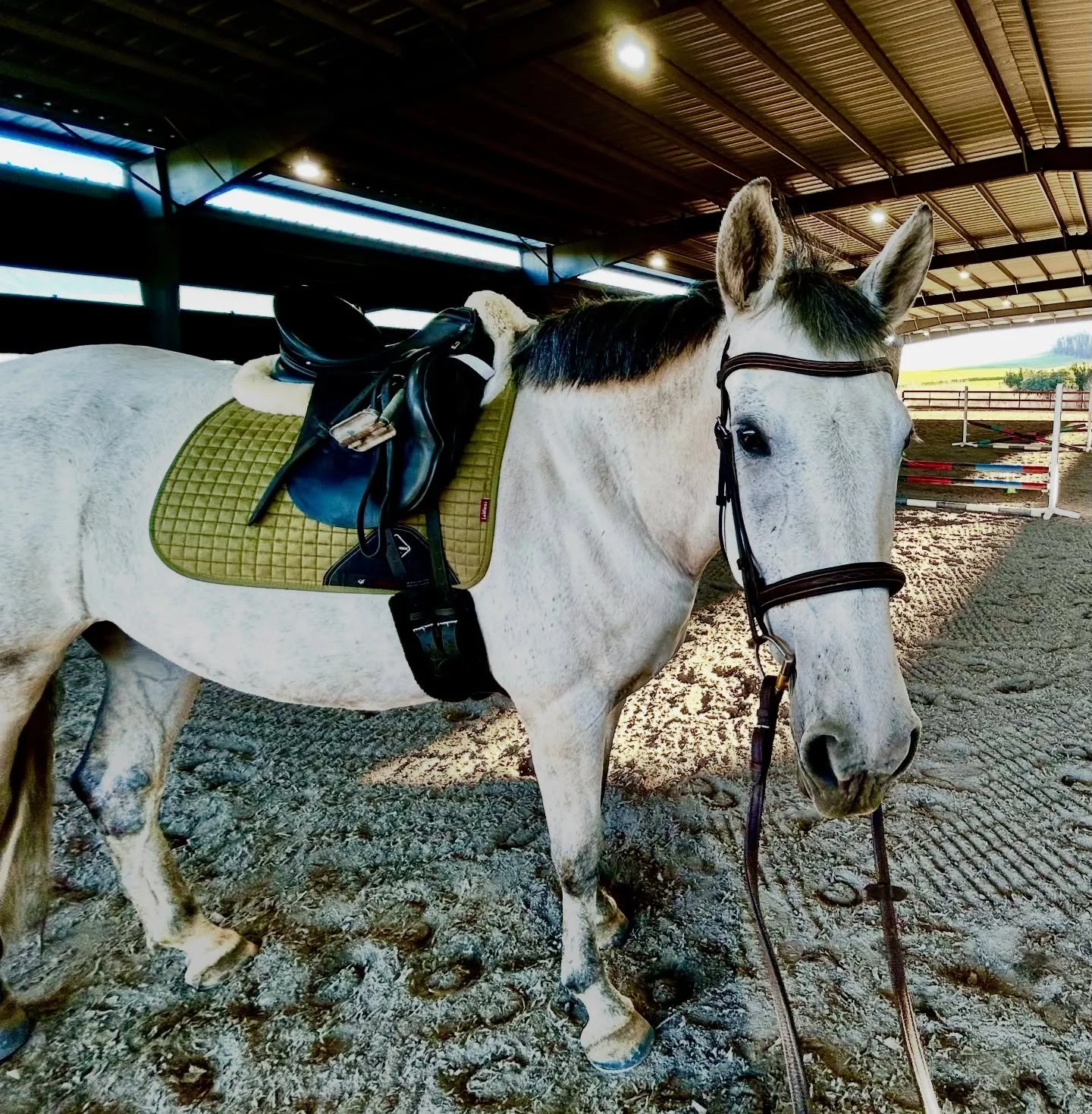Welcome back to being a riding horse Miss B! Thank you for being a good girl for your first ride in 6+ months and at a new facility to boot (beautiful Jaz Creek). What a rockstar 🌟