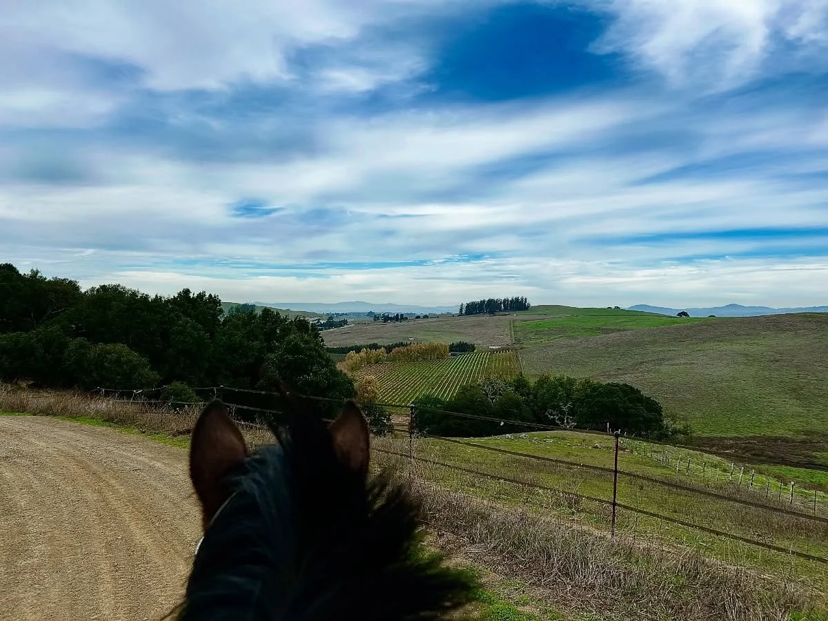 Life between the ears ❤️ 🌧️