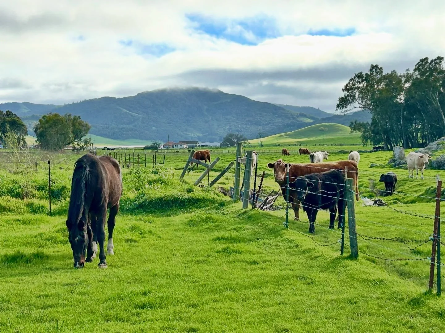 Pharaoh and friends enjoying Petaluma bliss at SCEC ✌️