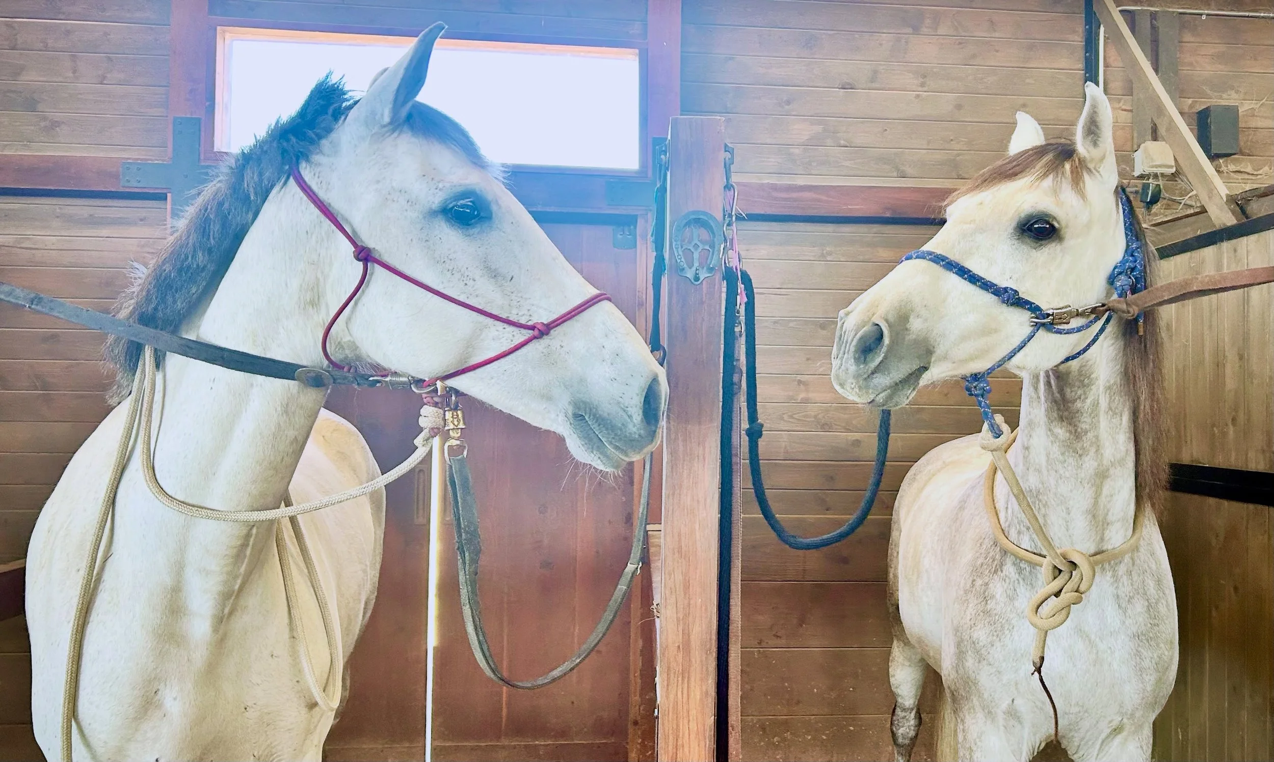 A little spring flirtation never hurt anyone! 🌼 Phoenix and Bakhita just noticed each other after being neighbors for years 😂