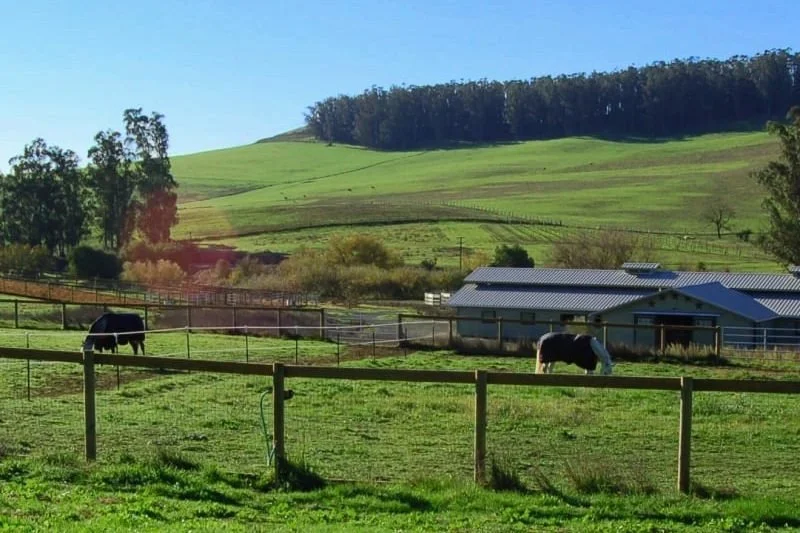 Horses grazing in the paddocks at Jaz Creek