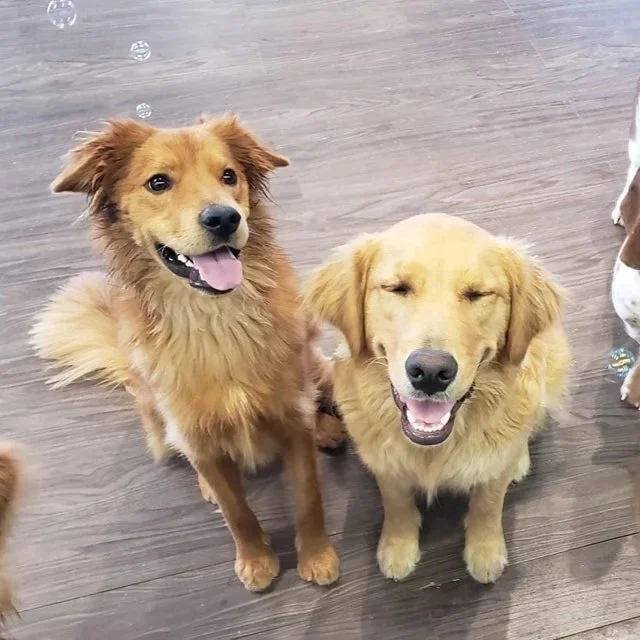 duncans-dog-daycare-holistic-madison-wi-group-bubbles.jpg