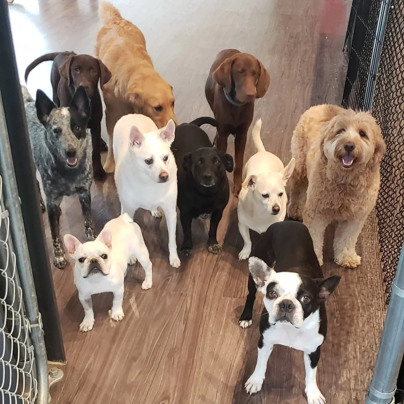 duncans-dog-daycare-holistic-madison-wi-group-standing.jpg