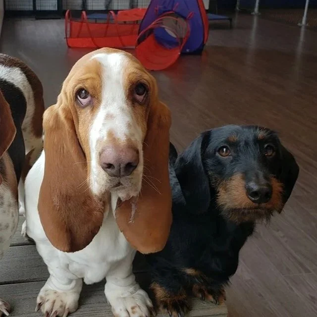 duncans-dog-daycare-holistic-madison-wi-hounds.jpg