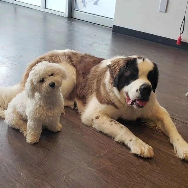 duncans-dog-daycare-holistic-madison-wi-two-small-dogs-saint-bernard.jpg
