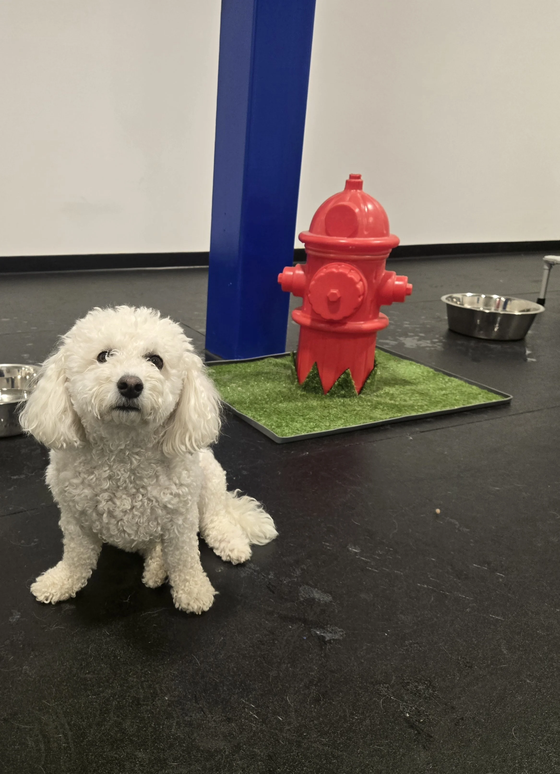 duncans-dog-daycare-bichon-frise-fire-hydrant-indoor.jpg
