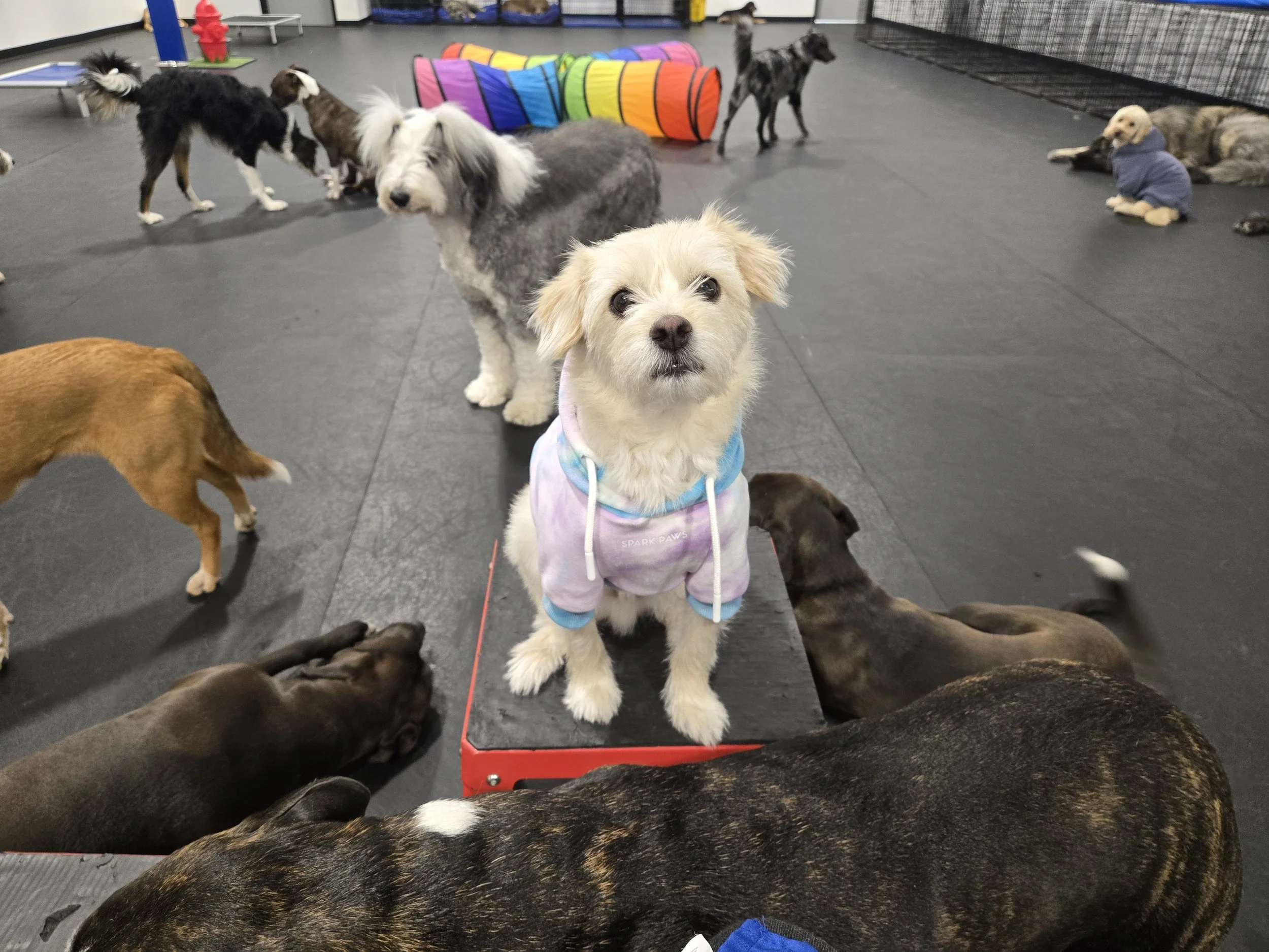 duncans-dog-daycare-cute-dog-platform-inside.jpg