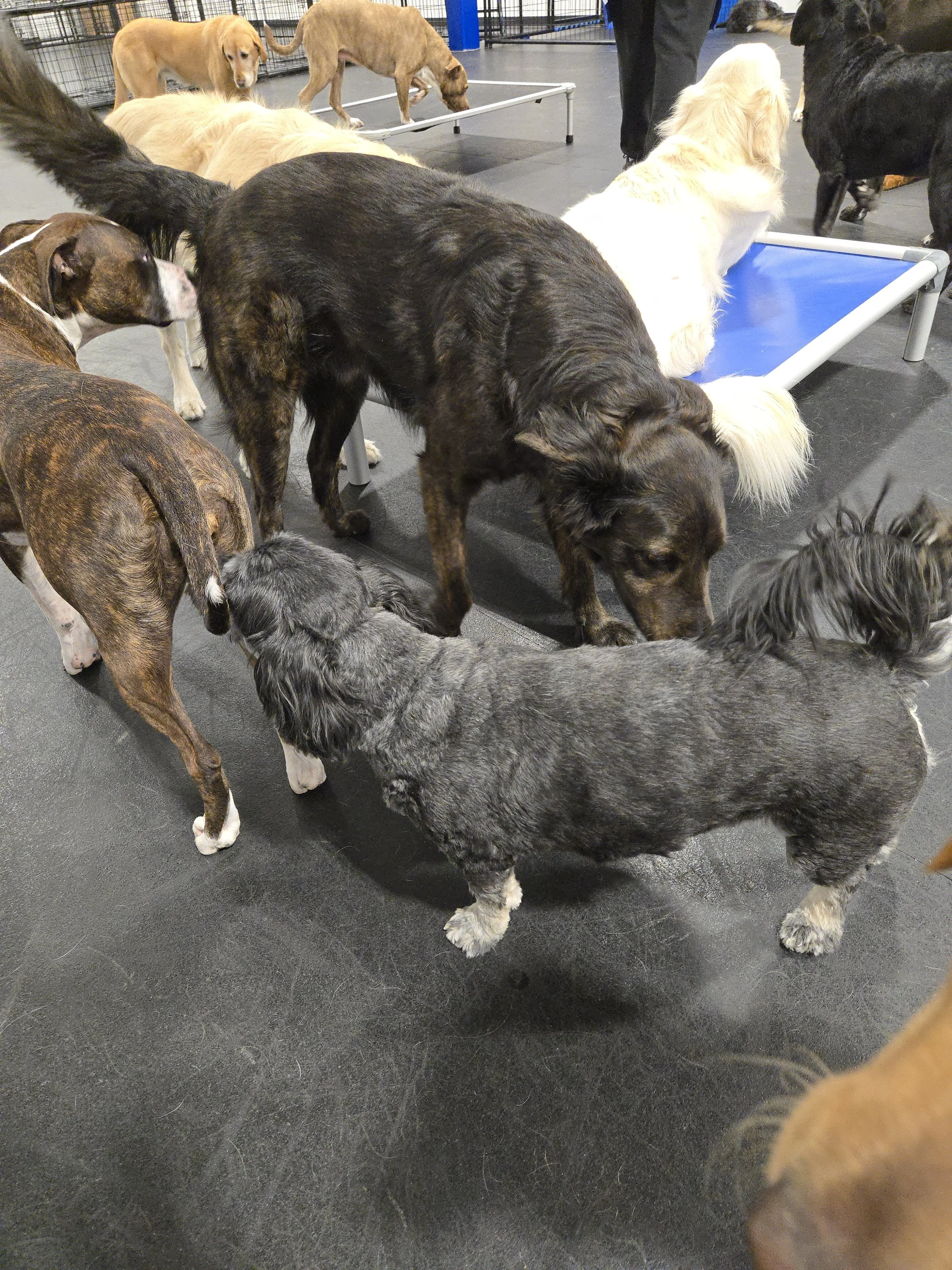 duncans-dog-daycare-dog-butt-sniffing-circle.jpg