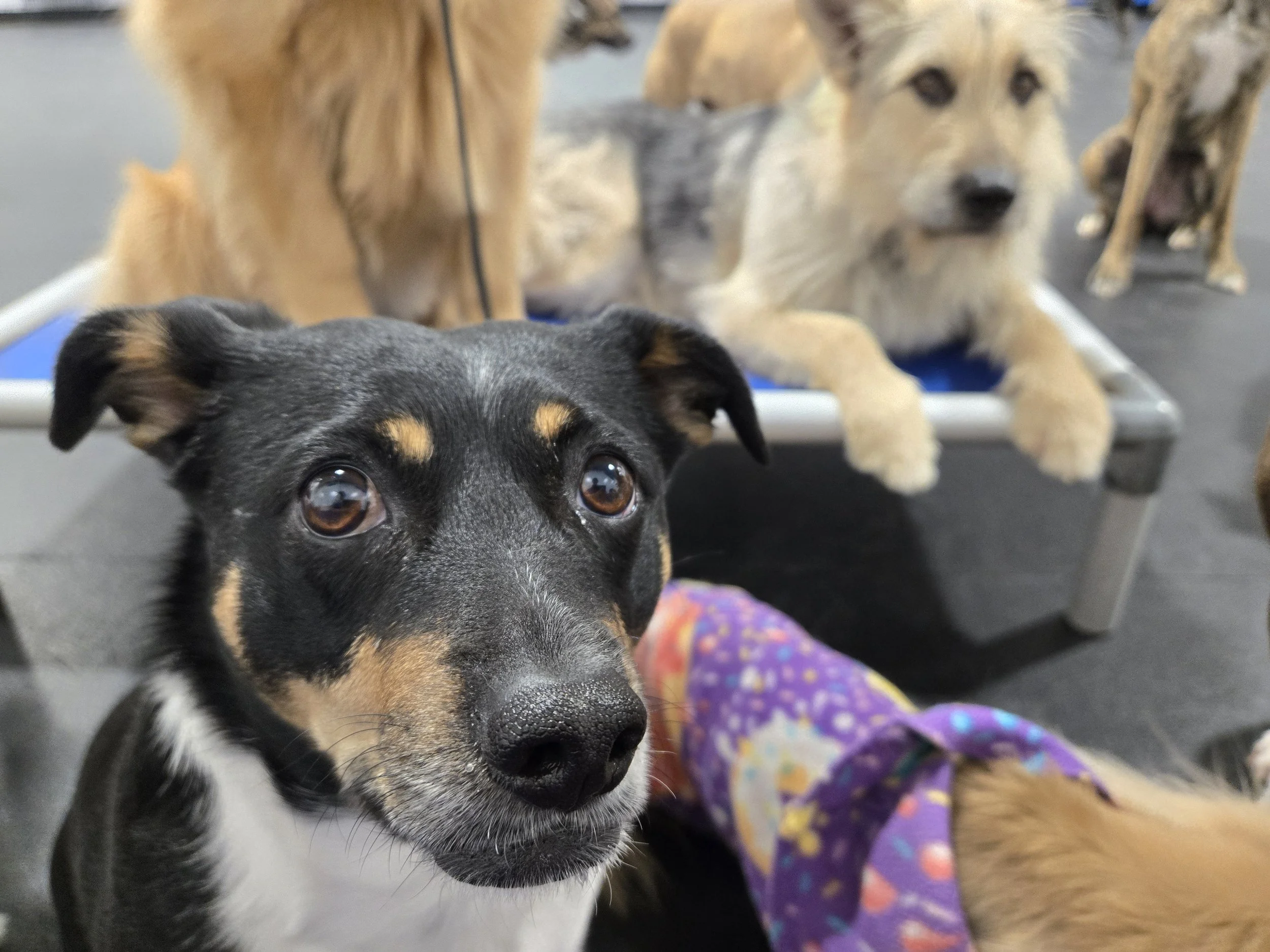 duncans-dog-daycare-dog-face-indoor-cot.jpg