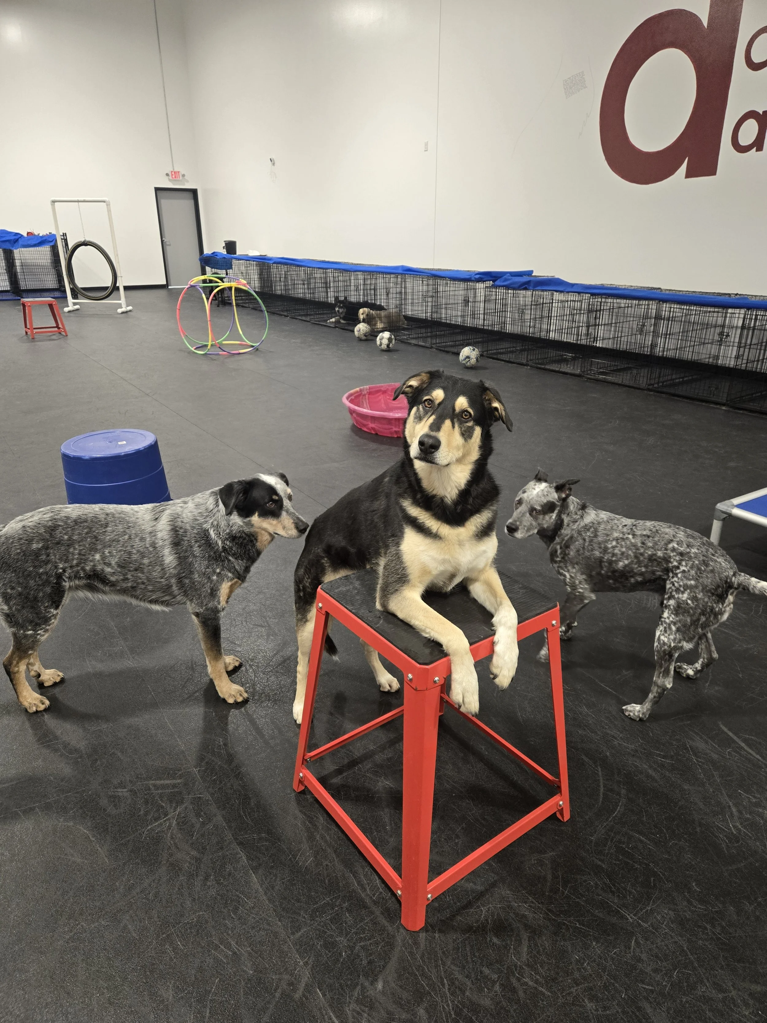 duncans-dog-daycare-dog-training-platform-indoors.jpg