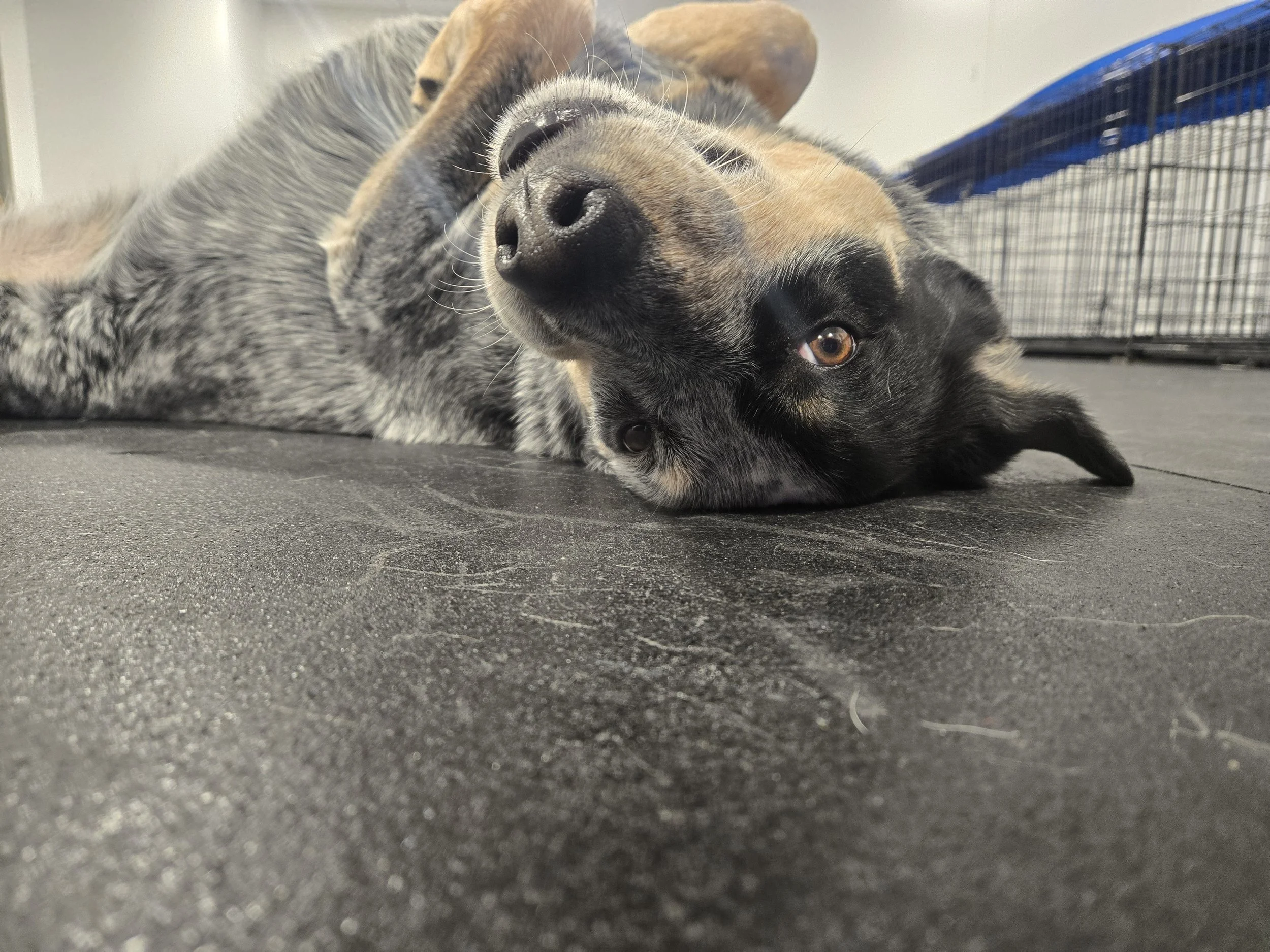 duncans-dog-daycare-dog-rubber-floors-on-back.jpg