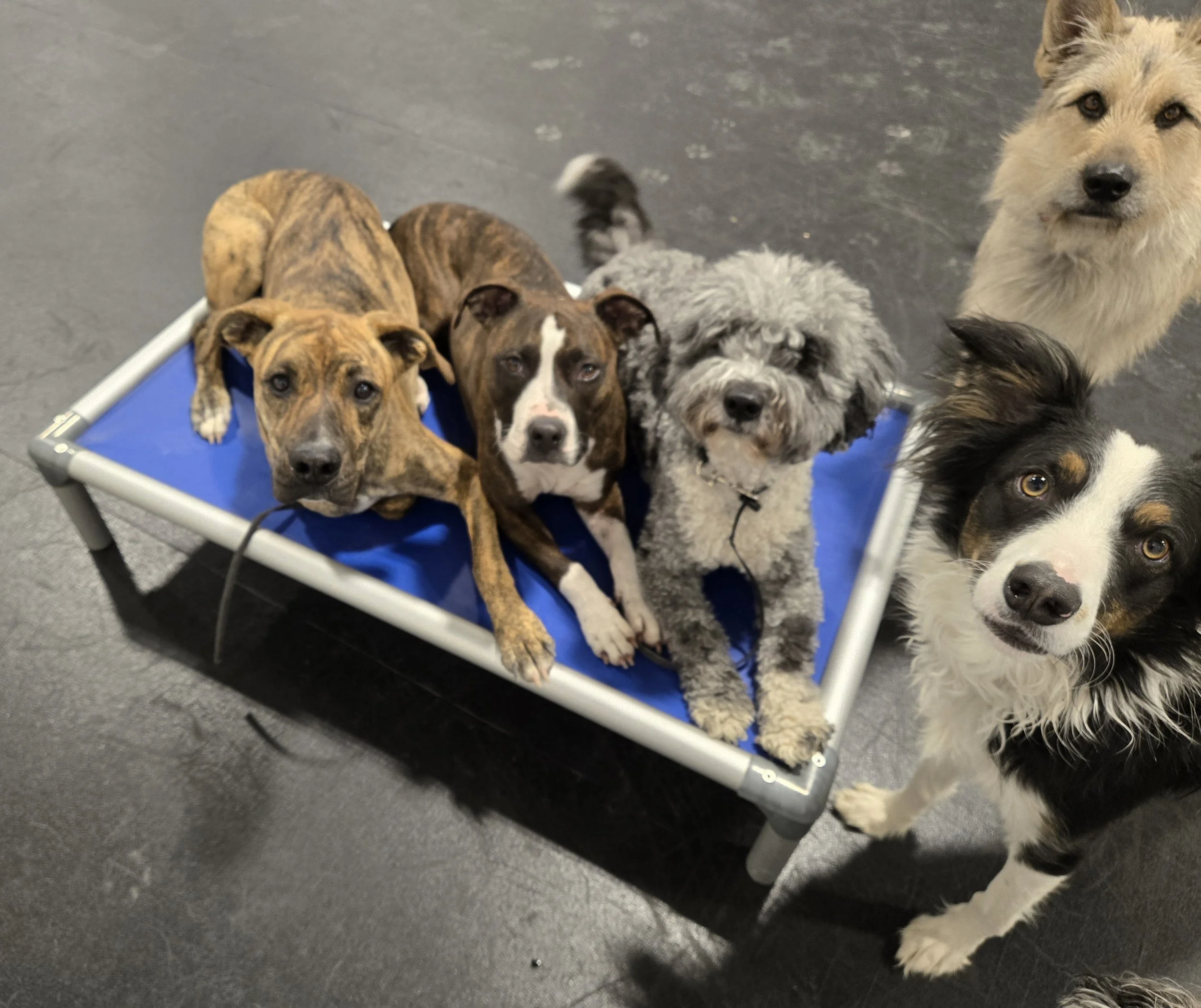 duncans-dog-daycare-dogs-cot-rubber-floors-indoor.jpg