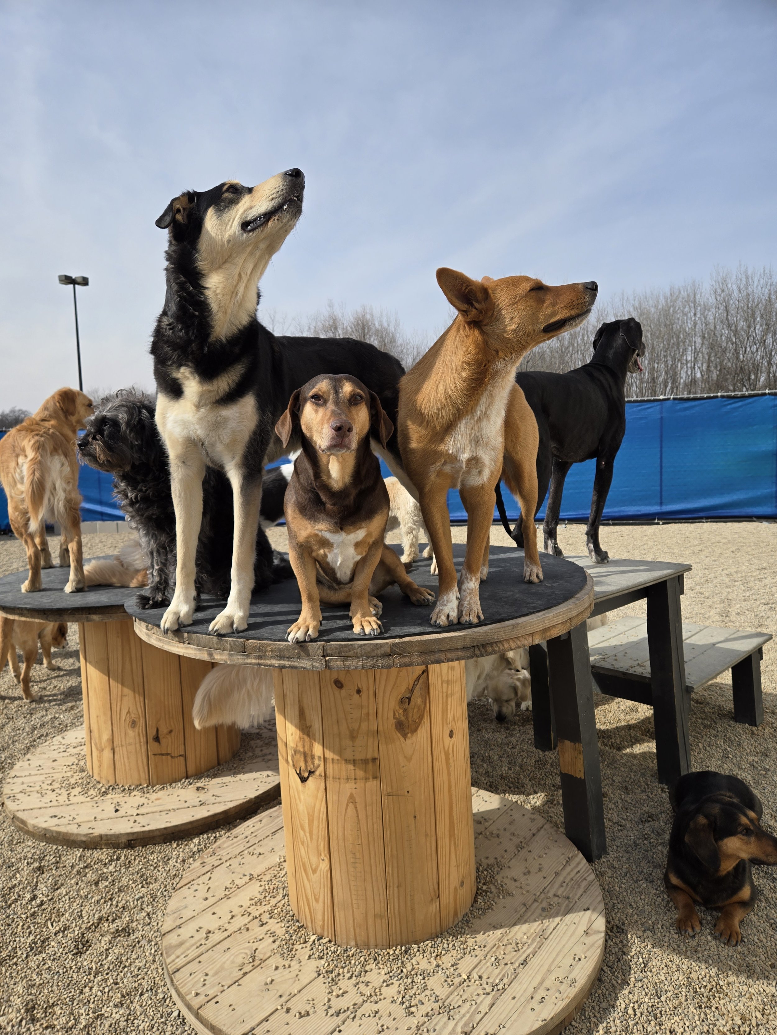 duncans-dog-daycare-dogs-outside-platforms-sniffing-air.jpg