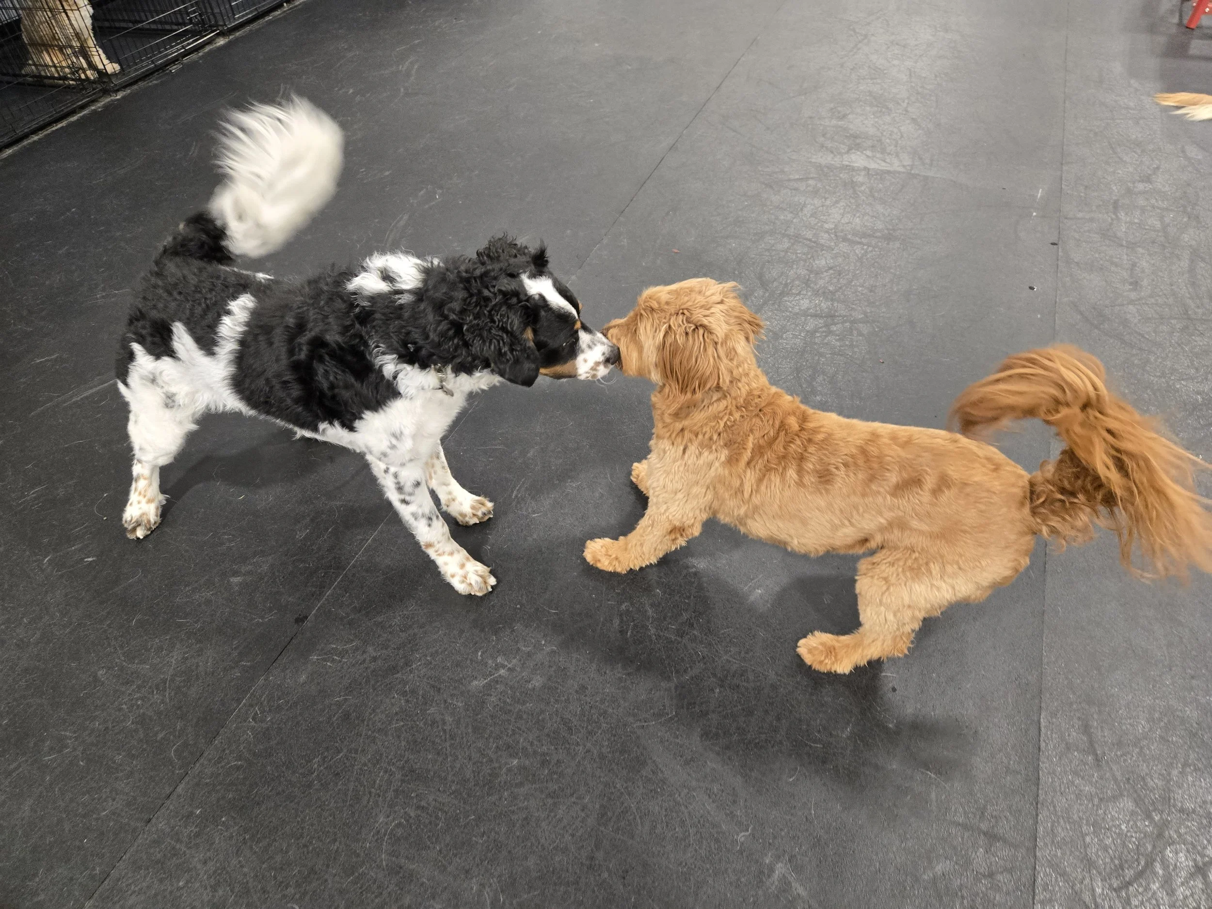 duncans-dog-daycare-dogs-play-bows-doodles-body-language.jpg